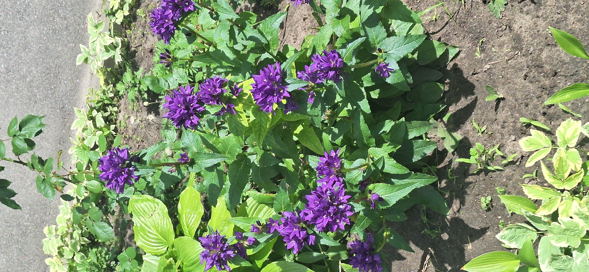 The image shows a close-up of a cluster of purple bell-shaped flowers in a garden setting. The flowers are abundant and densely packed, with multiple blooms on each stem. The petals are a vibrant shade of purple and appear to be star-shaped. The leaves are green and somewhat broad, with a slightly serrated edge. The ground beneath the flowers is dark soil, with a scattering of smaller green plants and some dry, brown debris. In the background, there are more green plants with lighter, variegated leaves, and a textured gray surface that appears to be asphalt or concrete, possibly a sidewalk or driveway. The lighting suggests it is daytime, with shadows cast by the plants. The scene is located in Bila Tserkva, Ukraine, and is an outdoor environment, likely a residential or public garden. There are no people or animals visible in the image.