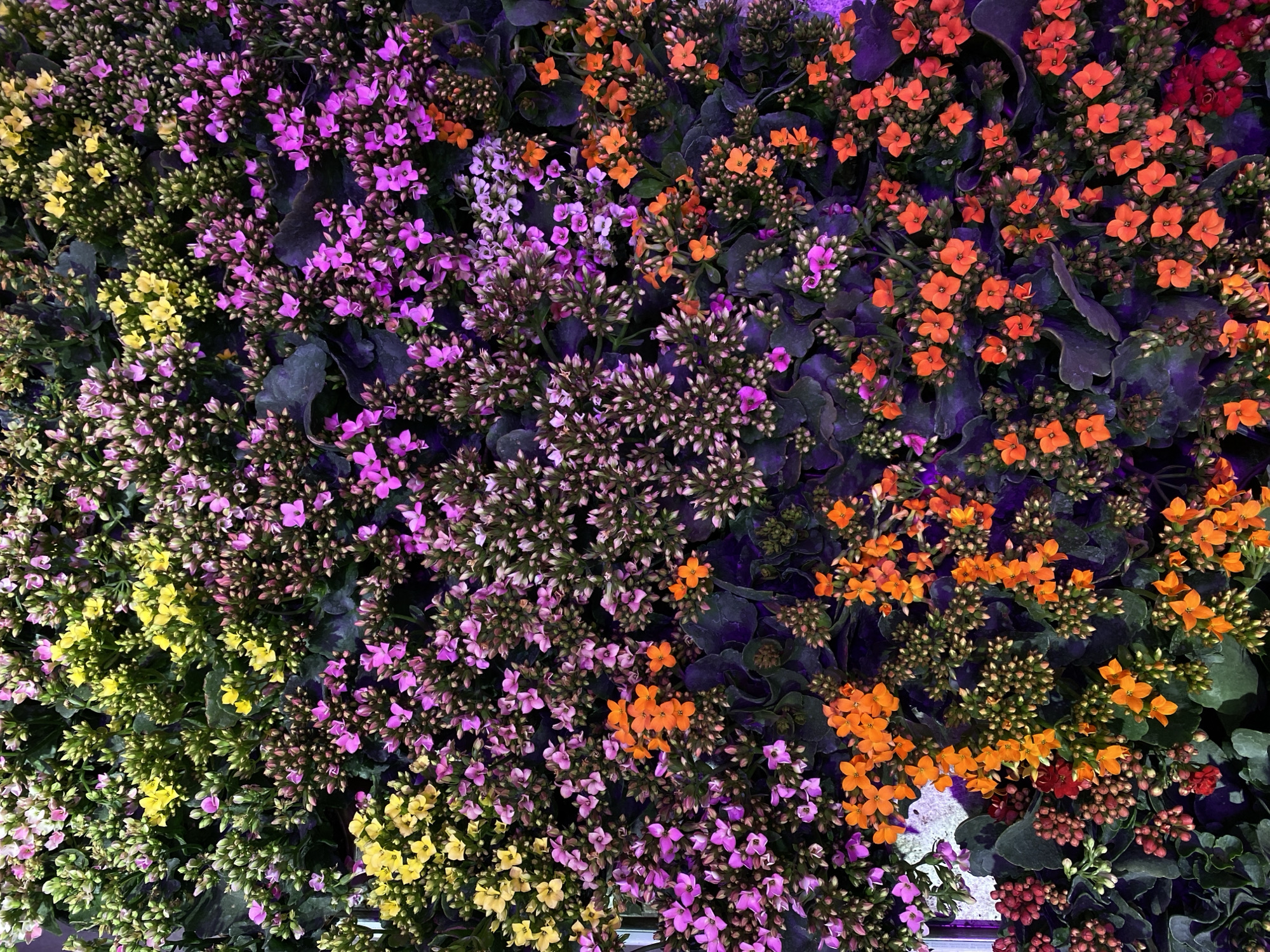 The image shows a dense arrangement of Kalanchoe blossfeldiana flowers in various colors: yellow, purple, and orange. The blossoms are small and clustered together, creating a textured and colorful display. The leaves of the plants are dark green with a purplish hue. The image appears to be taken from an overhead perspective. The location is San Bernardino Tlaxcalancingo, Mexico.