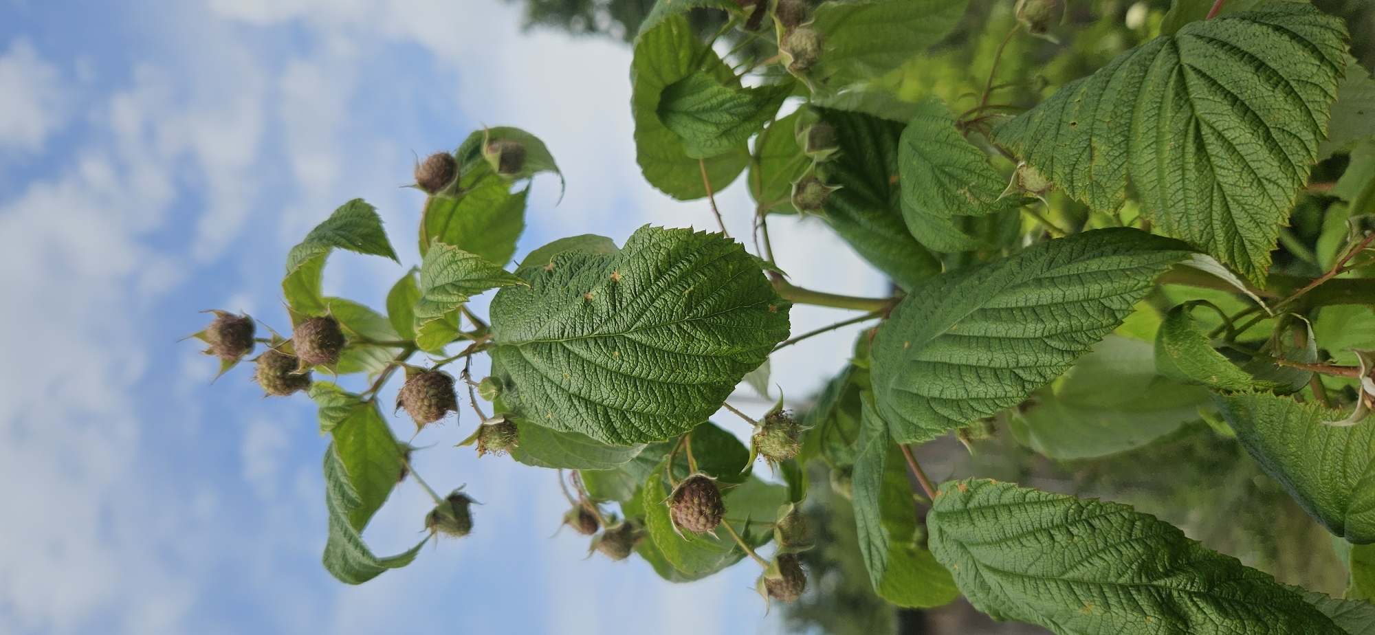 This is a close-up, vertical, outdoor shot of an unripe raspberry plant with green leaves and developing fruit. The plant is centered in the frame, with its leaves and branches taking up most of the space. The berries are small, round, and a muted reddish-brown or green color, still in their early stages of development. The leaves are a vibrant green, with visible veins and serrated edges. In the background, a bright blue sky with scattered white clouds is visible, suggesting a sunny day. The lower part of the image shows a blurred background of greenery, possibly other plants or trees, and a faint hint of a fence or wall. The overall impression is one of natural growth and the anticipation of ripening fruit. The image was captured in Мазалаўскі сельскі Савет, Belarus.