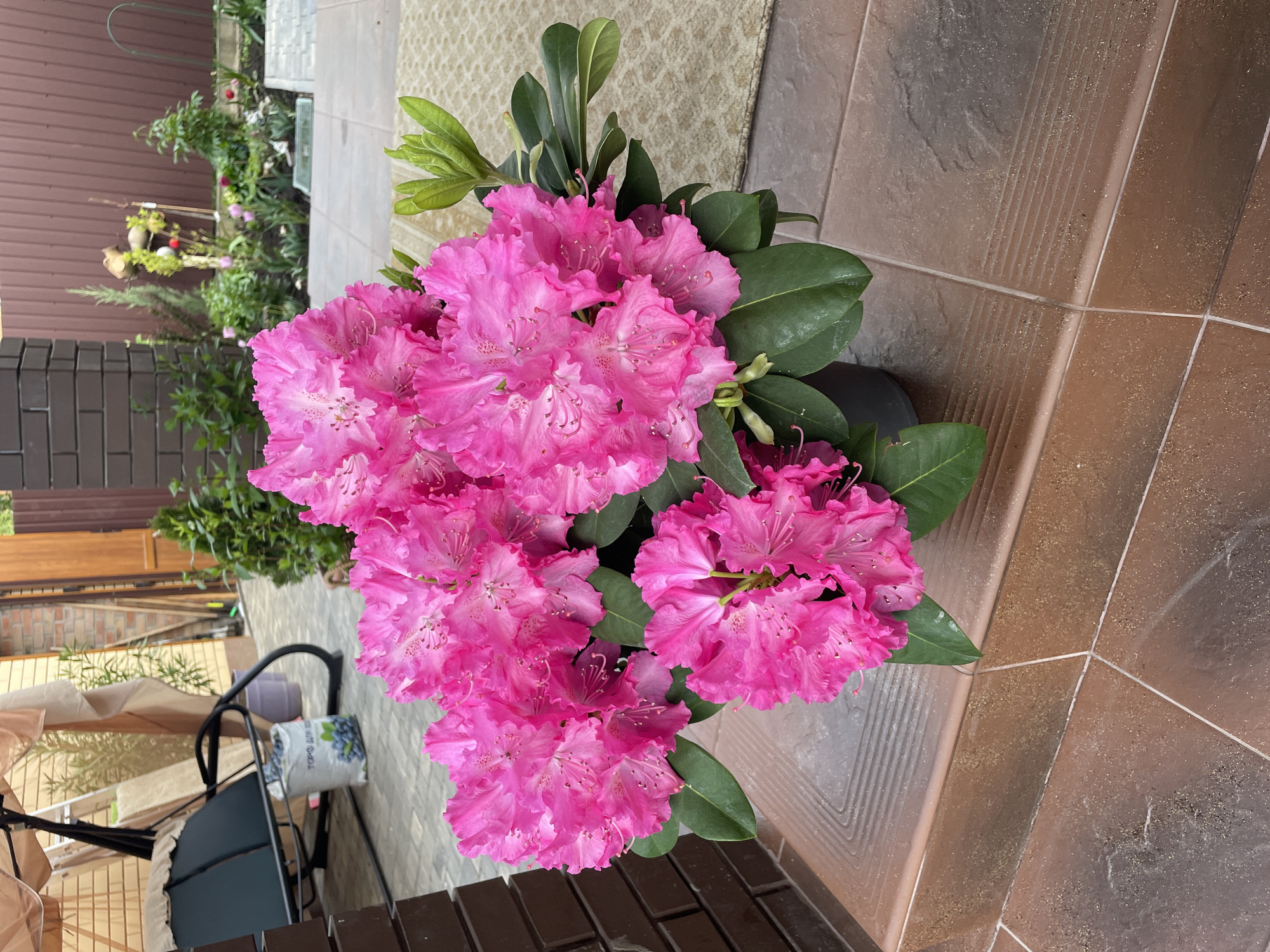 A high-angle medium shot captures a vibrant pink rhododendron bush in full bloom, positioned on a textured terracotta-colored tiled surface. The petals of the flowers exhibit delicate frills and lighter speckles within the pink hue. Green leaves emerge from within the blooms, adding contrast to the overall composition. The tiled surface is composed of square tiles with darker, textured patches and thinner, lighter-colored tiles running along the edges. In the blurred background, glimpses of a garden can be seen, along with a brown fence and parts of outdoor furniture. The location appears to be Ahronomichne, Ukraine, based on the information provided.