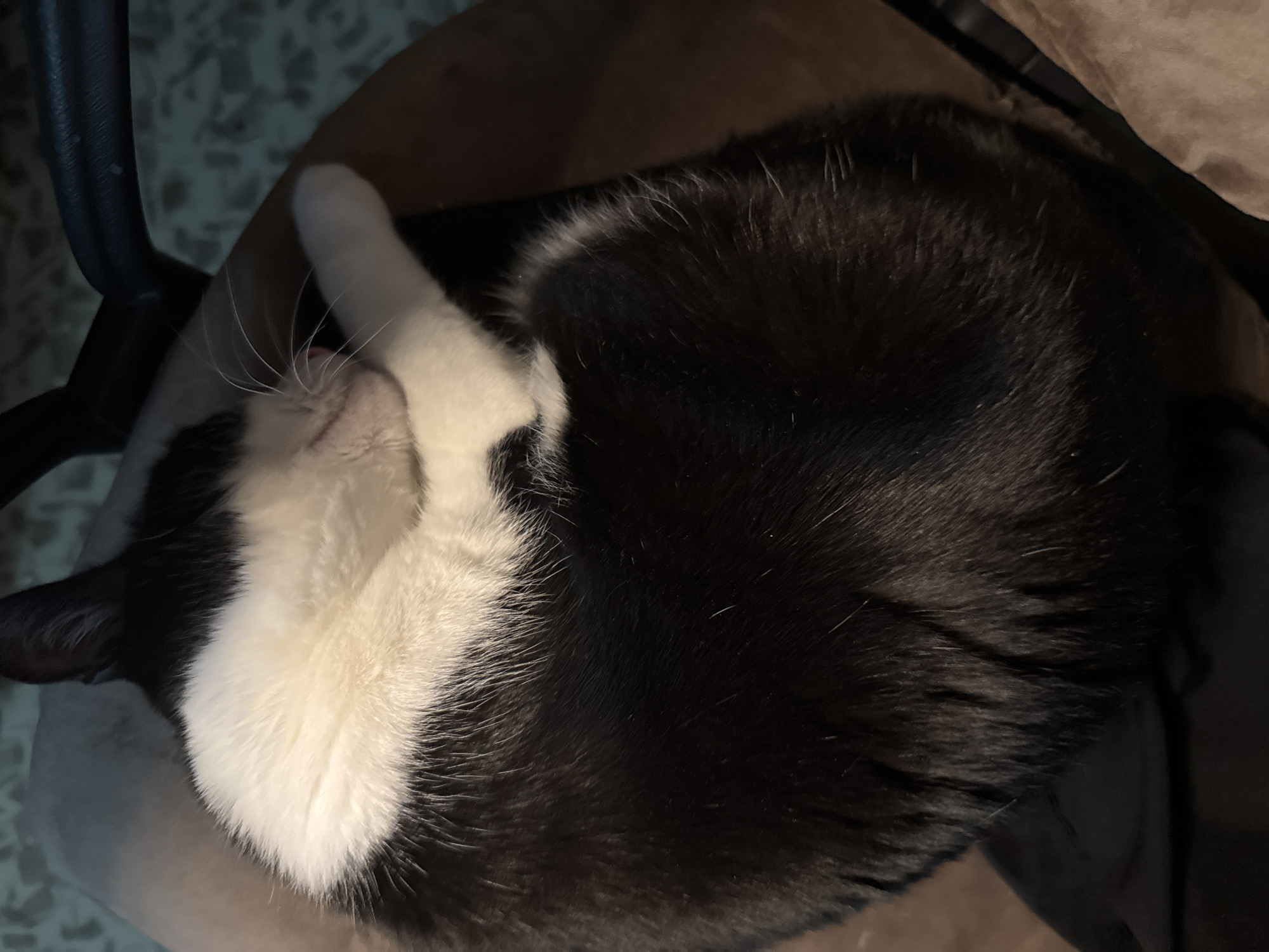 A black and white cat is curled up and asleep on a beige cushion or chair. The cat has a white patch on its face and a white paw covering part of its face. The cat appears to be on a chair, visible by the arm of the chair that’s out of focus in the upper left corner. No evidence indicates the photo was taken in Chaikovsky, Russia.