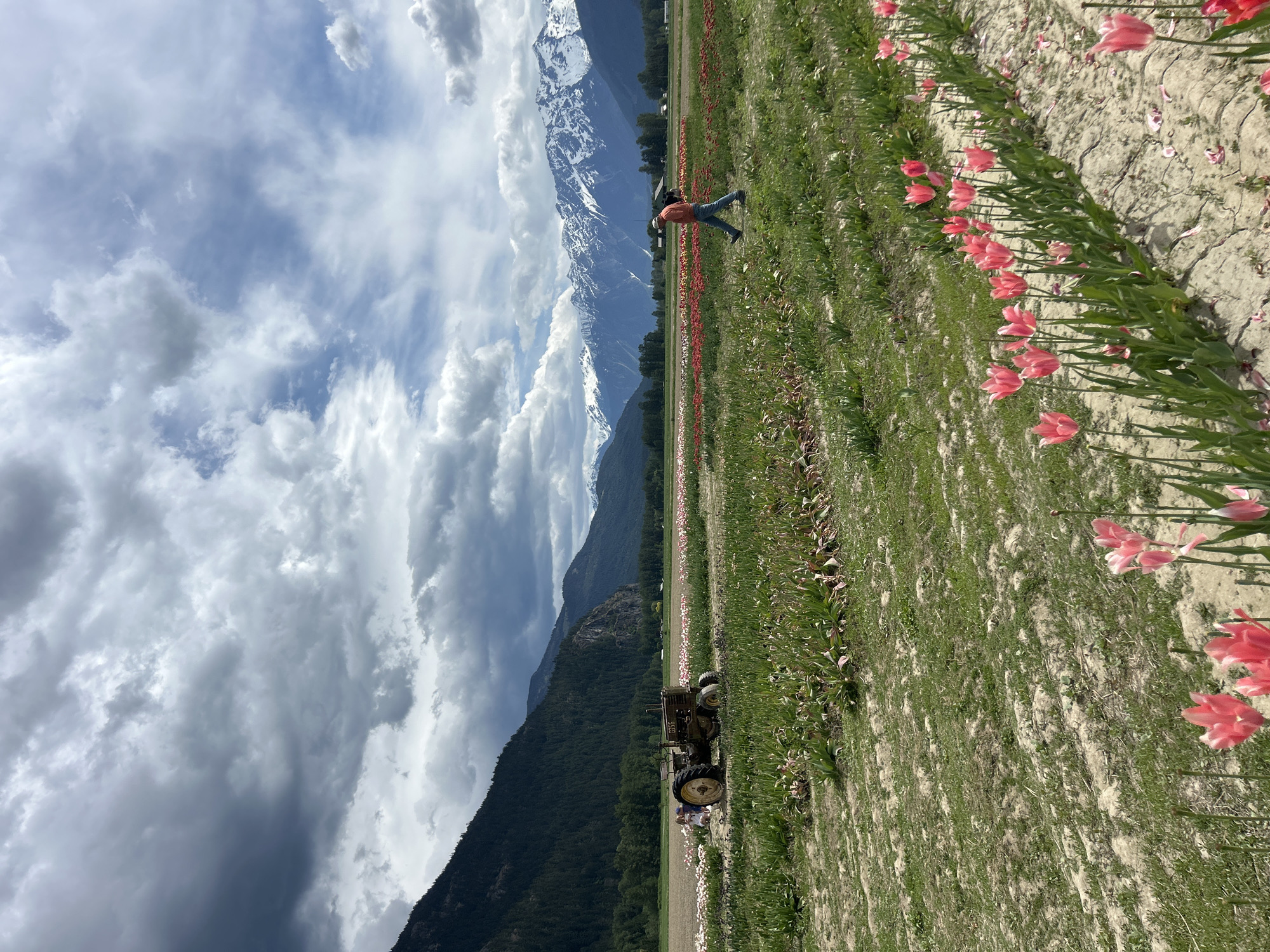 The image shows a tulip field in Pemberton Valley, Area C, Canada, under a partly cloudy sky, with snow-capped mountains in the background. A person is lying in the middle of the field, while another person stands near a vintage tractor. Rows of pink and red tulips are visible.