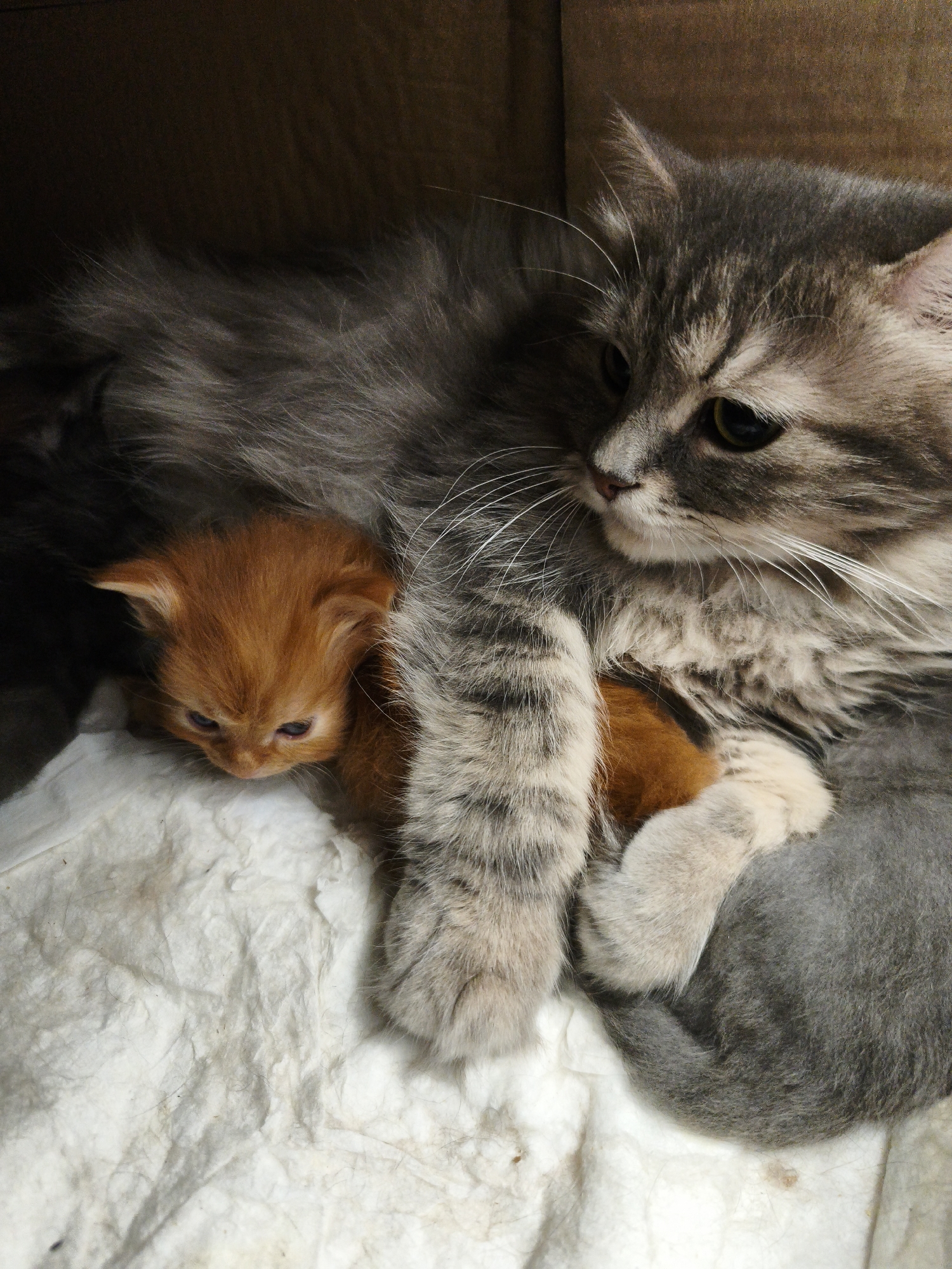 A close-up shot captures a domestic adult gray tabby cat curled around a small, ginger kitten. The adult cat's fur is long and fluffy, with subtle stripes and lighter patches on its face and chest. Its head is turned to the right, with its gaze focused downwards. The ginger kitten is nestled against the adult cat's body, its head resting on a white, textured surface. The kitten's fur is short and bright orange. The background is dark and indistinct, suggesting a confined space.