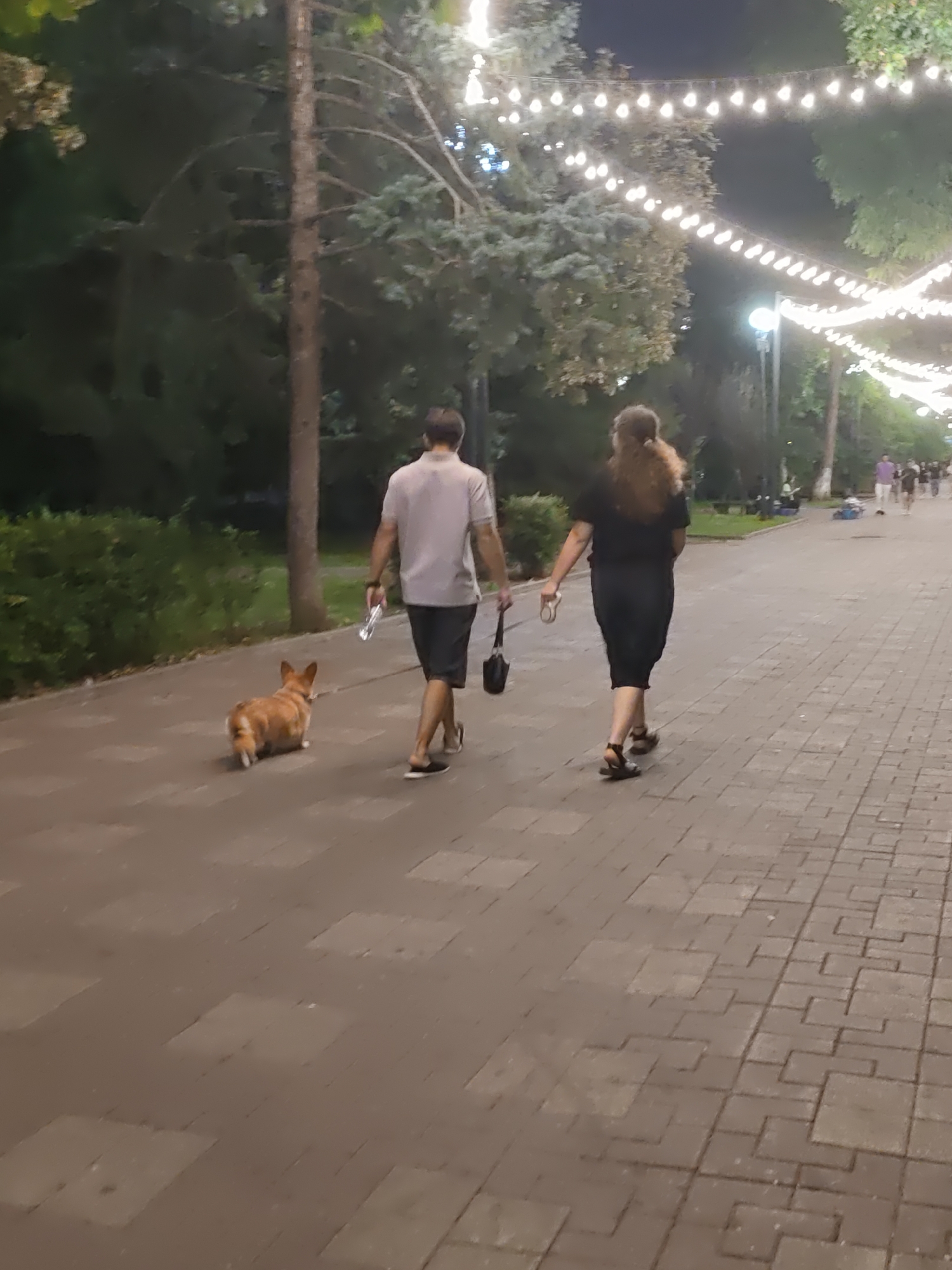 An evening scene unfolds on a paved walkway in a park, possibly in Rostov-on-Don, Russia. String lights are illuminated overhead, casting a festive glow on the surroundings. In the foreground, a Pembroke Welsh Corgi, with its characteristic short legs and reddish-brown and white coat, walks away from the viewer. To the right of the dog, a man wearing a light-colored polo shirt and dark shorts walks with his back to the camera. He is holding a transparent bottle in his right hand and a dark bag in his left. Beside him, a woman with long, curly brown hair wears a dark dress and sandals. She is also walking away from the camera, holding a pair of what appear to be dog leashes or a similar item in her hand. The walkway is made of rectangular paving stones. In the background, trees and more string lights are visible, as well as other people walking and sitting further down the path. The atmosphere appears relaxed and leisurely, suggesting a common evening stroll in an urban park.