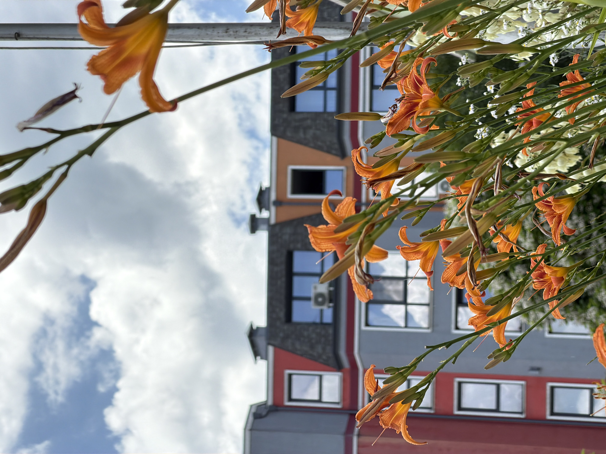 The media file is a low-angle, vertical-format photograph featuring vibrant orange daylily flowers in the foreground, set against a backdrop of a modern building and a cloudy sky. The flowers and their stems dominate the right and upper portions of the frame, with some blossoms appearing fully open and others as tightly furled buds. The building behind is multi-colored, with sections in grey, red, and orange, featuring multiple windows with dark frames. An air conditioning unit is visible on one of the grey sections of the building. The sky is a mix of blue and white clouds, suggesting an overcast but potentially bright day. The perspective suggests the photograph was taken from a low vantage point, looking up at the flowers and the building. No people are visible. The scene evokes a feeling of nature intertwined with urban architecture. The time of day appears to be daytime, given the lighting. No visible text is present in the image. The location context is Sofia, Bulgaria.
