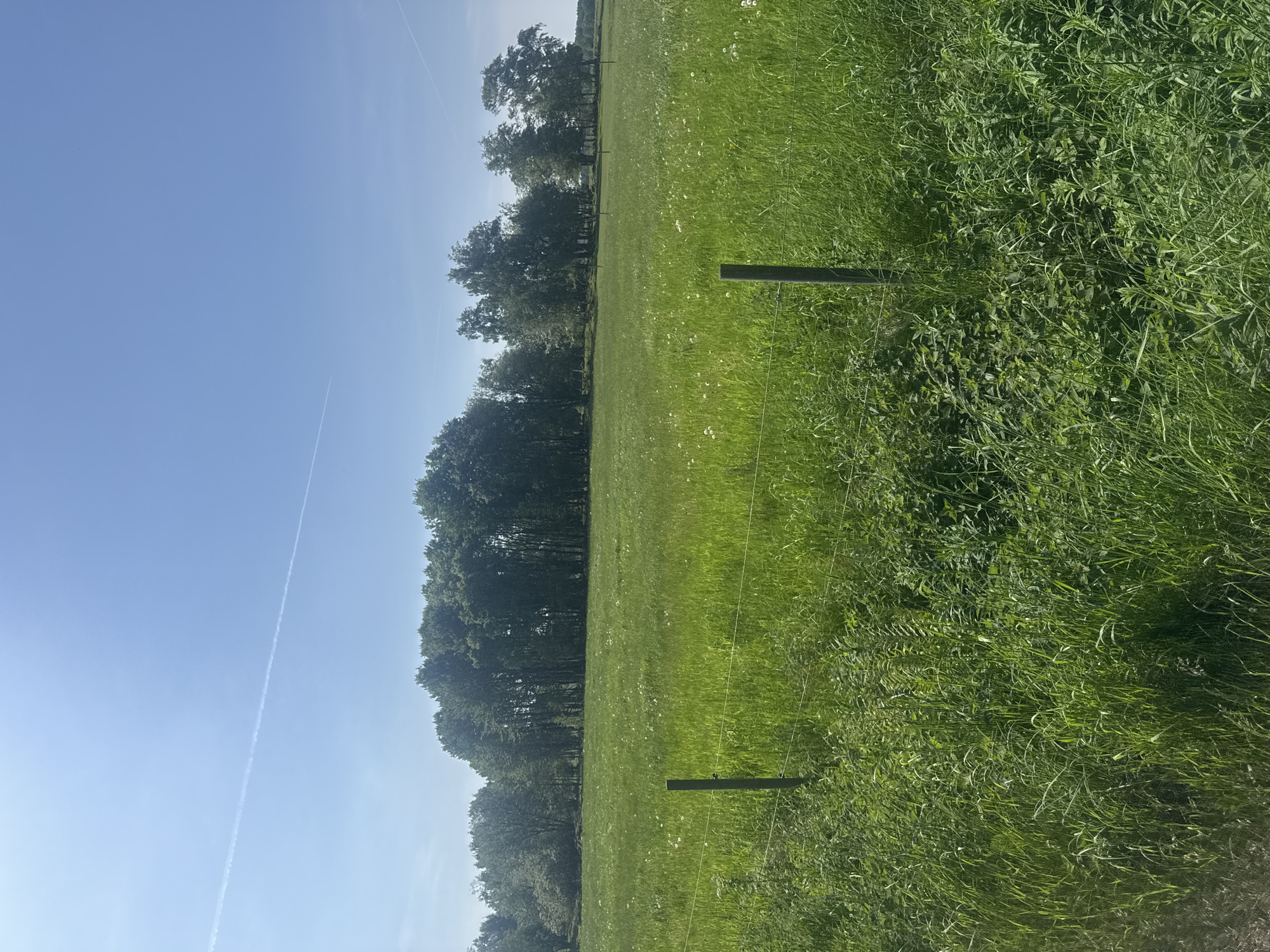 The image displays a serene rural landscape in Vessigebro, Sweden, under a clear, bright blue sky. The foreground is characterized by lush, vibrant green grass and wildflowers, including some taller weeds, with sunlight illuminating the blades. A simple agricultural fence, consisting of two dark wooden posts and thin wires, extends across the lower middle ground. Beyond this fence, a wide field of slightly lighter green grass stretches towards a distant tree line, dotted with numerous small white wildflowers, likely dandelions gone to seed.
In the background, a dense and tall line of dark green trees forms a natural boundary across the mid-section of the frame, separating the nearer field from what appears to be another distant field or forest edge on the far right. The upper portion of the image is dominated by an expansive, unblemished azure sky. A distinct, long white contrail from an airplane cuts diagonally across the sky, adding a subtle element of human activity to the natural scene.
The scene is bathed in bright daylight, suggesting it is either morning or early afternoon, contributing to a peaceful and open atmosphere. No people or visible text are present in the image.