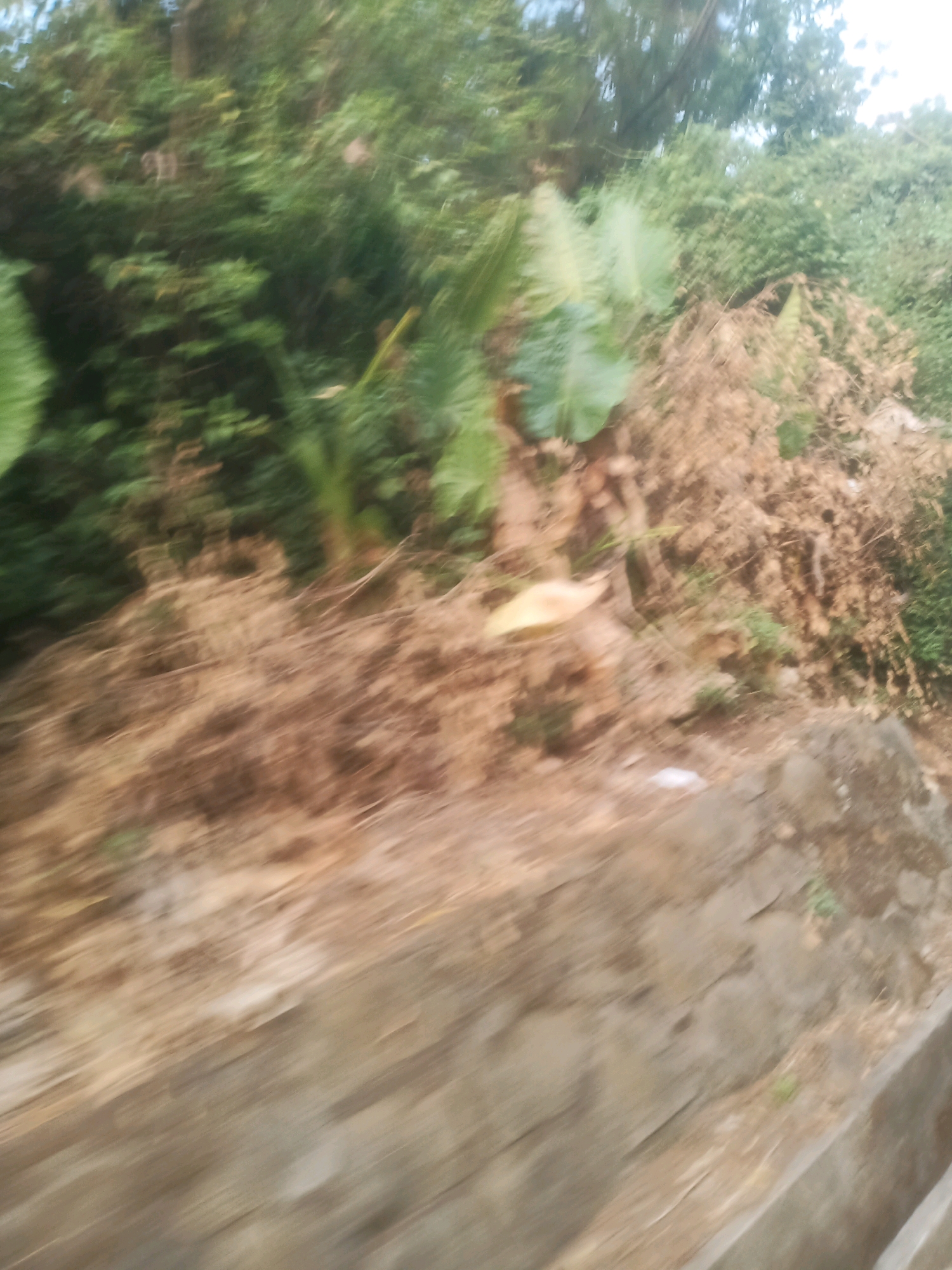 The image depicts an outdoor scene in Ciseeng, Indonesia, characterized by lush greenery and dry undergrowth. The primary focus is on a bank of foliage composed of large green leaves and intertwined with brown, dried plant matter. The composition suggests an embankment or a hillside. The ground appears to be covered in a mix of dry leaves and soil, with a stone or concrete structure visible in the lower right corner, possibly a retaining wall or pathway. The overall impression is one of a natural, slightly overgrown environment, possibly in a rural or semi-rural area of Ciseeng. The image is motion blurred, suggesting it was taken from a moving vehicle.