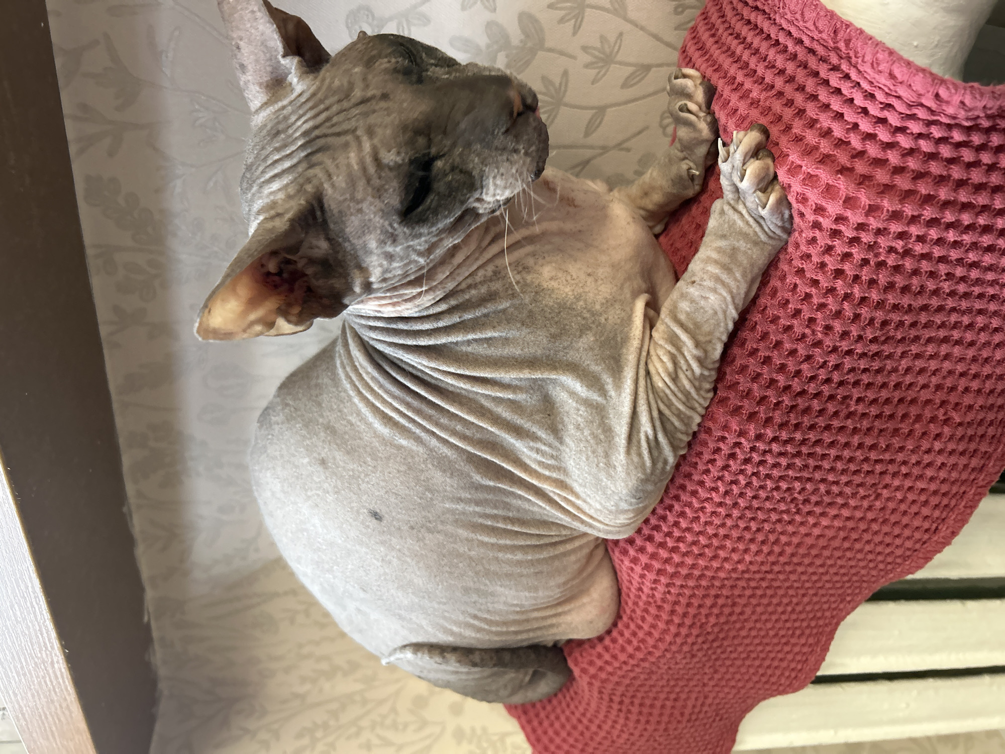A hairless cat, possibly a Sphynx, is nestled on a dark pink, textured blanket. The cat is light gray and wrinkled, and appears to be sleeping or at rest. The background features a light-colored wall with a subtle floral pattern. A wooden shelf is visible in the lower left corner. The photograph was most likely taken indoors. There is no indication in the image that it was taken in Moscow, Russia.