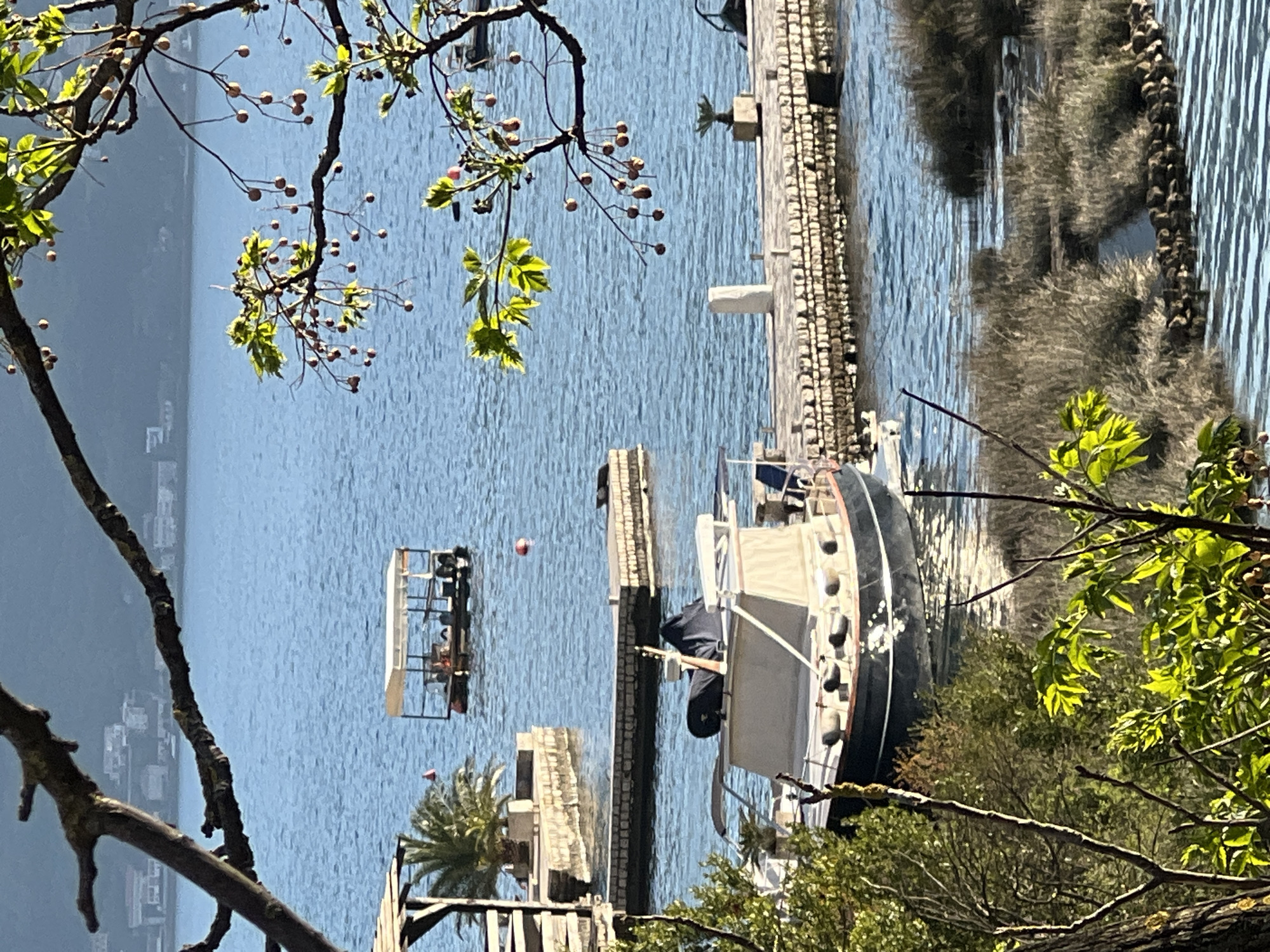A serene scene unfolds at Donji Orahovac, Montenegro. A boat, primarily black with white accents, is docked alongside a stone pier or embankment. A smaller, flat-topped vessel with people aboard is visible in the background. Palm trees are growing on the dock. The landscape is partly obscured by branches and foliage in the foreground, some in bloom. The tranquil blue water of the bay reflects the sunlight. A person is playing the guitar on the dock.