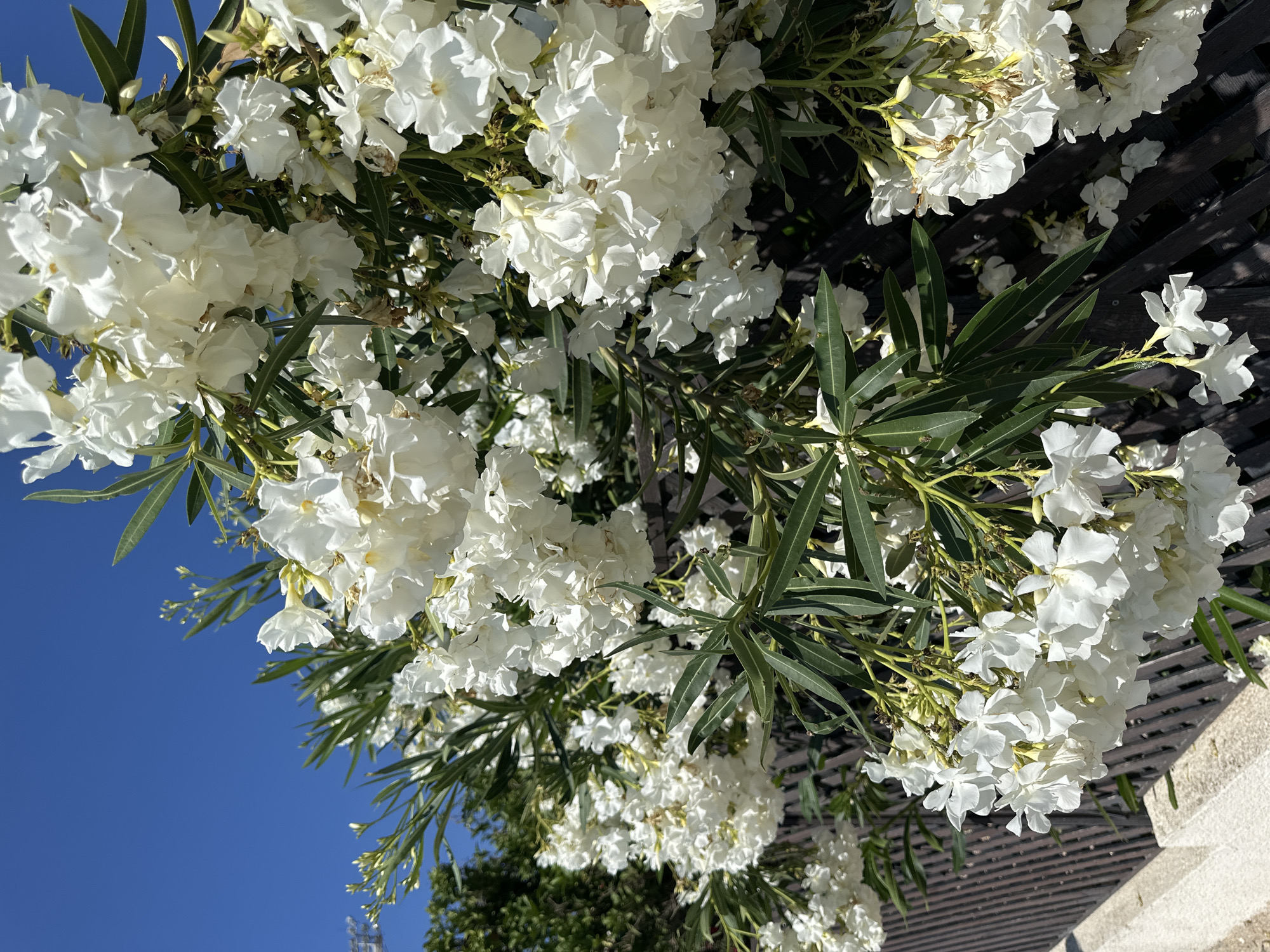 The image depicts a vibrant cluster of white oleander flowers with lush green foliage, cascading over a dark brown, slatted fence. The fence is partially obscured by the abundant blossoms and leaves, with a pale concrete structure visible below it. The scene is set against a clear, bright blue sky, suggesting a sunny day. In the background, a faint glimpse of green trees can be seen, hinting at an outdoor environment, possibly a garden or public space within the city of Peyia, Cyprus. There are no people or animals visible in the frame, and no actions or interactions are taking place. The focus is entirely on the natural beauty of the oleander plants and their immediate surroundings.
