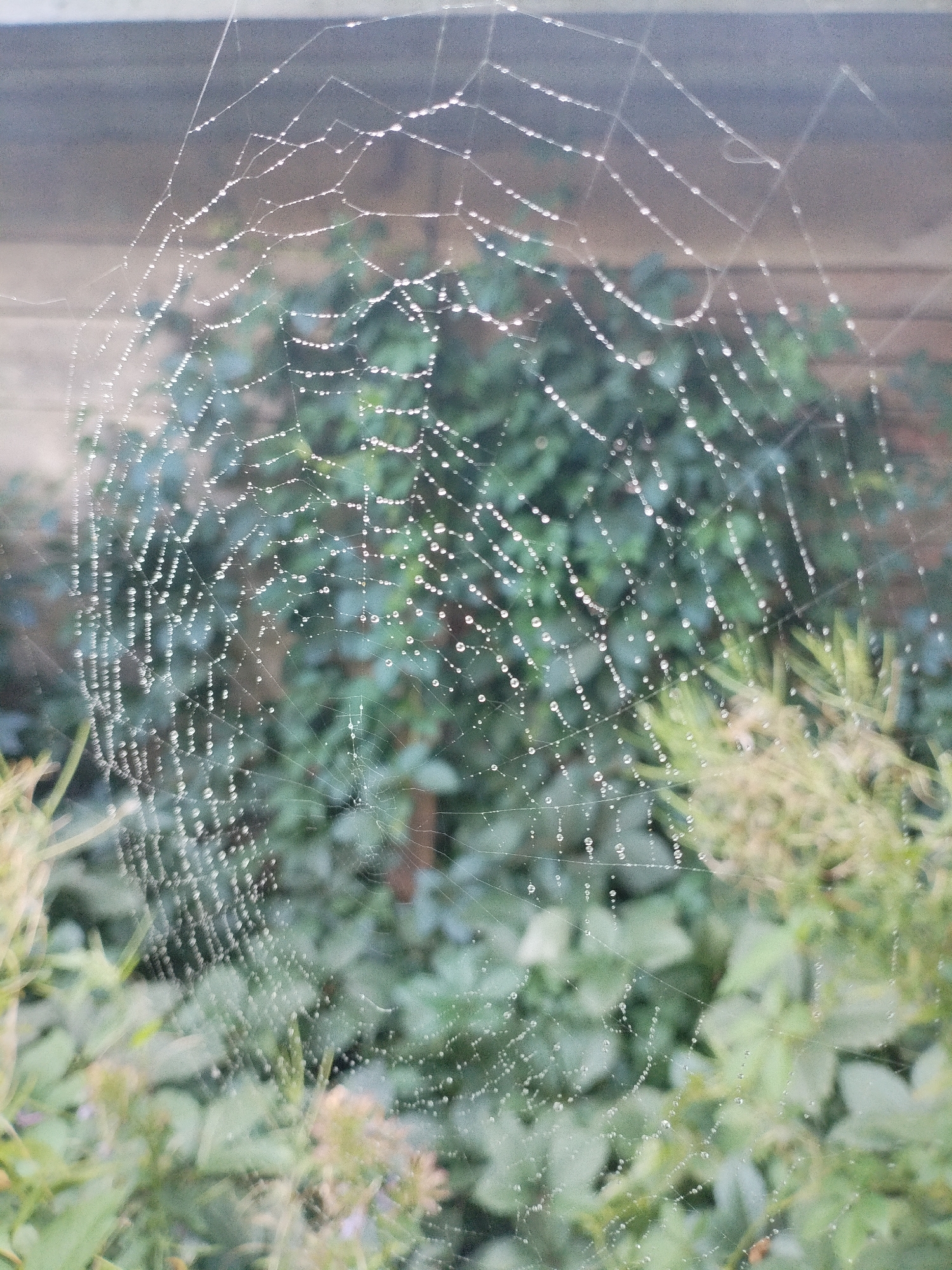 A close-up, eye-level shot features a delicate spiderweb, adorned with numerous water droplets, suspended in the foreground. The web's intricate structure is clearly visible, with the droplets catching the light and creating a shimmering effect. In the blurred background, lush green foliage and a hint of a wooden fence can be discerned, suggesting an outdoor setting in a garden or natural environment. The overall scene evokes a sense of natural beauty and the quiet stillness of a dew-kissed morning. The location is the city of Bialynichy, Belarus.