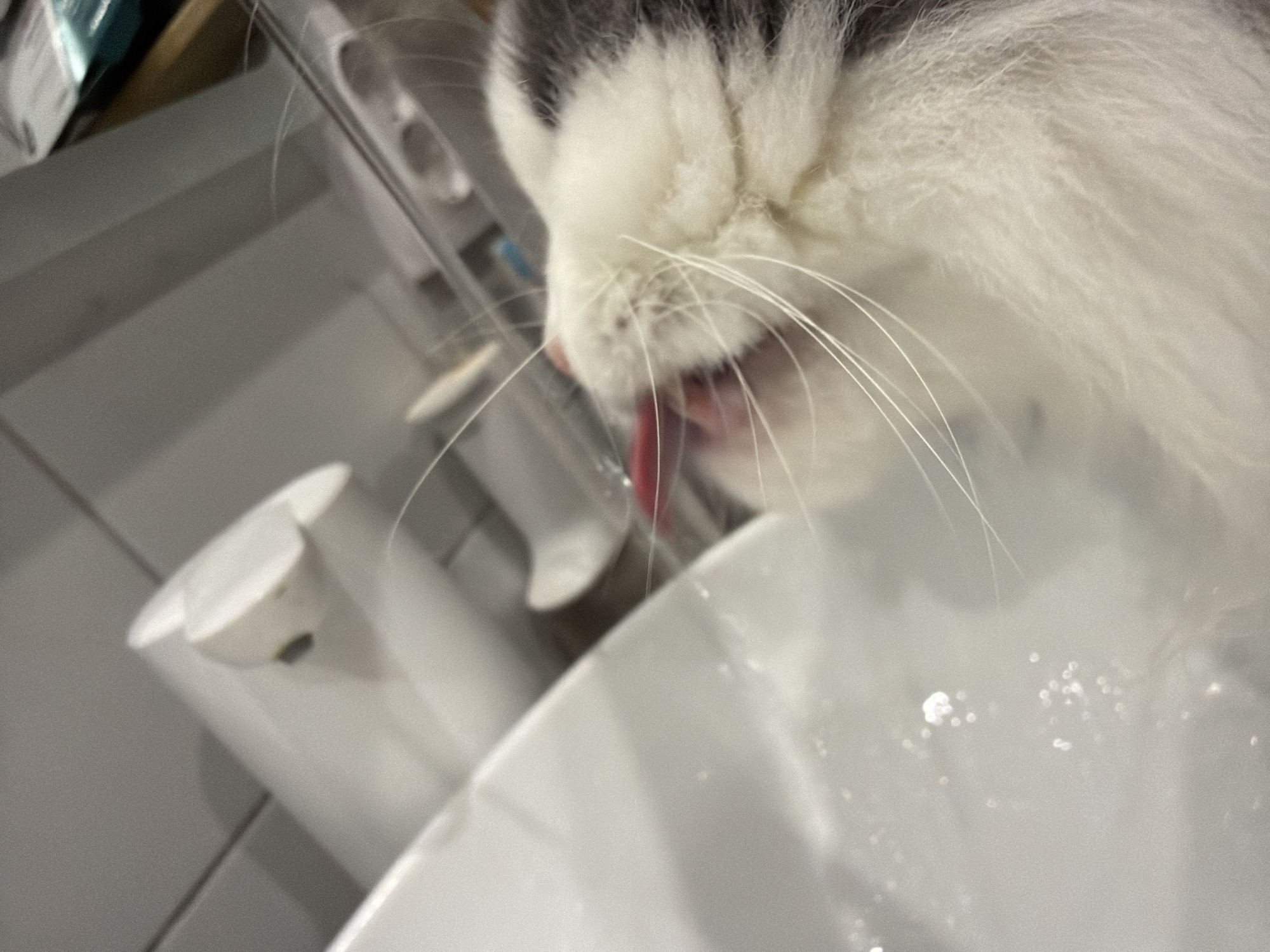 A close-up image shows a cat drinking water from a white porcelain sink. The cat's tongue is visible extending towards the water. The cat's fur is primarily white with some gray markings. The sink faucet and a soap dispenser are visible in the background. The location is not discernible from the image.
