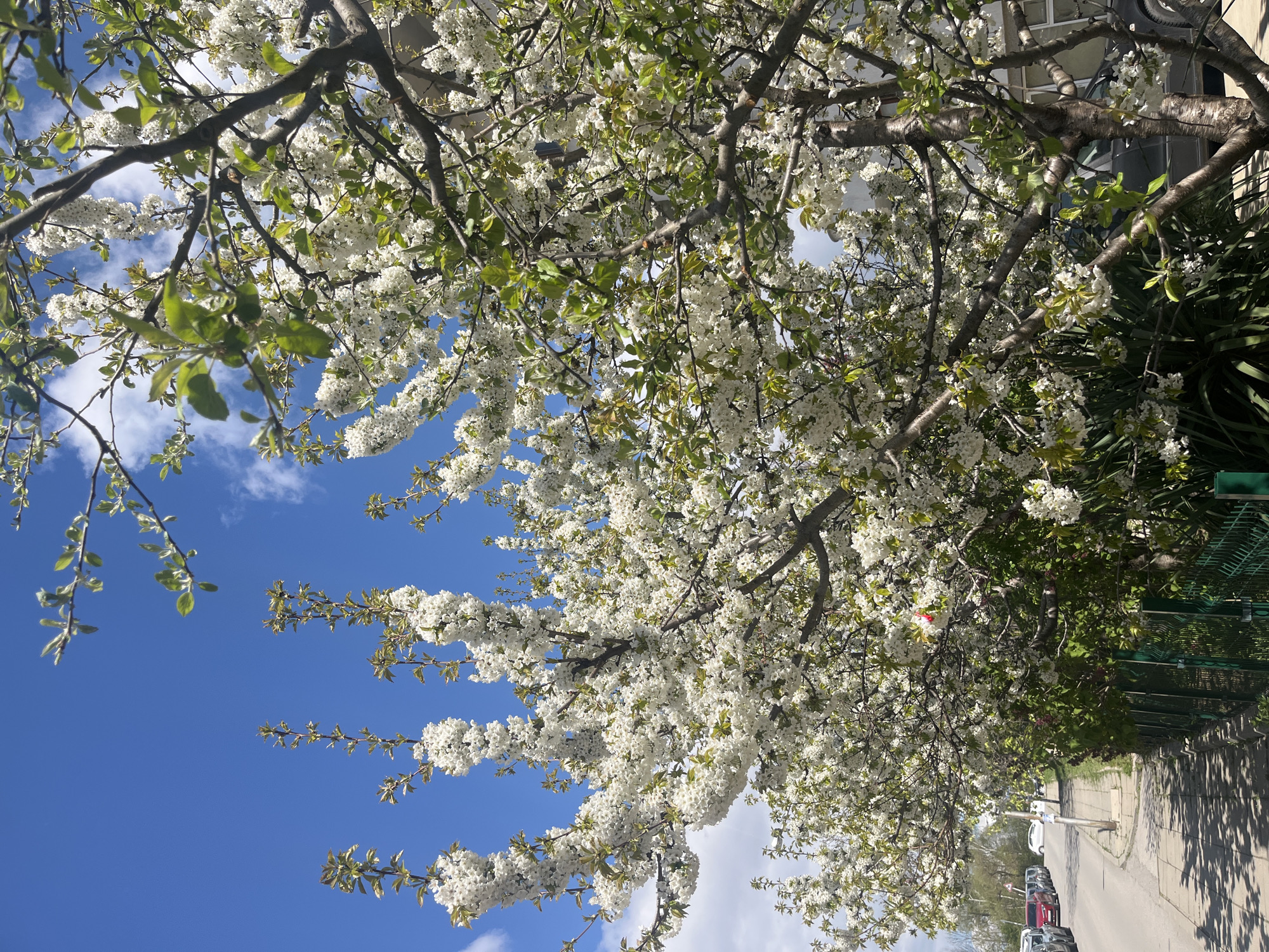 The media file, when correctly oriented, presents a vibrant low-angle view of a street scene dominated by a profusely flowering tree under a bright blue sky. The large tree, likely a cherry or plum, is in full bloom, with its branches heavily laden with clusters of small, delicate white blossoms. Fresh, light green leaves are also visible, emerging among the white flowers and contrasting with the darker brown branches.
Above the dense canopy of blossoms, a brilliant, clear blue sky is visible, dotted with a few wispy white clouds. The strong sunlight casts shadows through the branches, creating a dappled effect.
In the lower right portion of the full image, a paved sidewalk or path is visible, partially shaded by the tree's branches. Along the side of what appears to be a street, several cars are parked. Further into the background, there is a green metal fence and dense green foliage, suggesting a garden or park area adjacent to the street. Part of a building with windows can be seen behind the upper right branches.
The image captures the essence of a sunny spring day, likely late morning or early afternoon, filled with natural beauty and the freshness of the season. The scene suggests an urban or suburban setting, consistent with the given context of Sofia, Bulgaria. No visible text is present in the image.