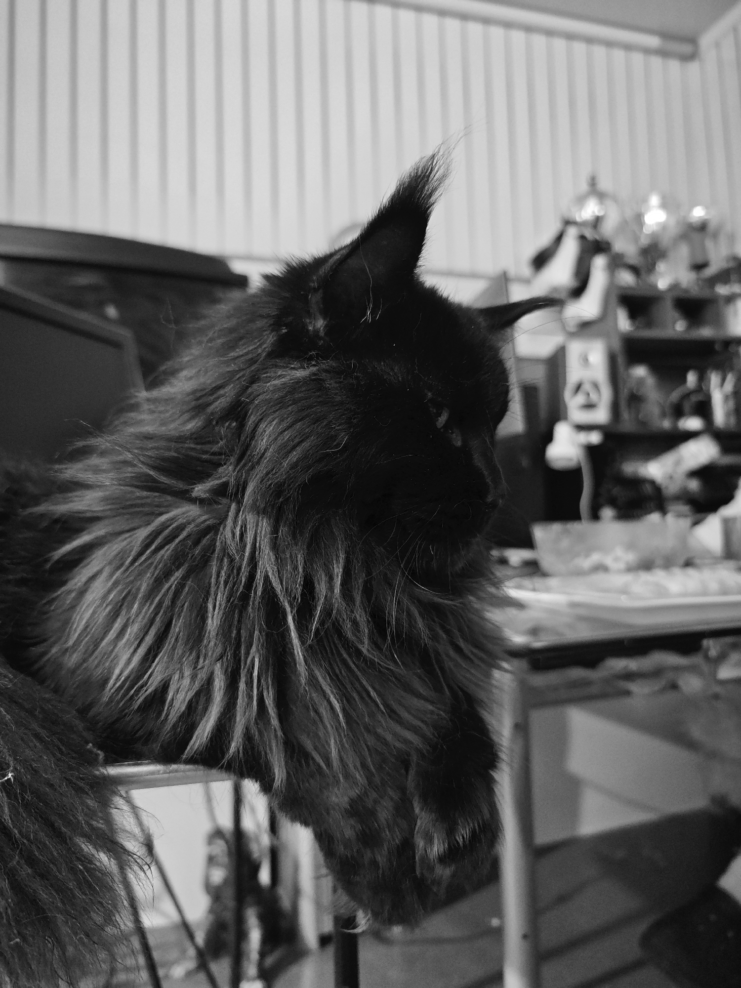 A black cat with long, shaggy fur is shown in a black and white close-up portrait. The cat is looking to the right, with its head turned and its eyes partially closed. Its ears are pointed and tufted. The cat's fur is very dense, especially around its neck and chest, creating a mane-like appearance. One of its paws is visible, resting on a metal surface. The background is out of focus, showing shelves with various objects, suggesting an indoor environment, possibly a room with furniture and clutter. The lighting is dim, creating deep shadows and highlights on the cat's fur. The image has a grainy texture, typical of black and white photography. The location is not specified beyond "Unknown, Unknown."
