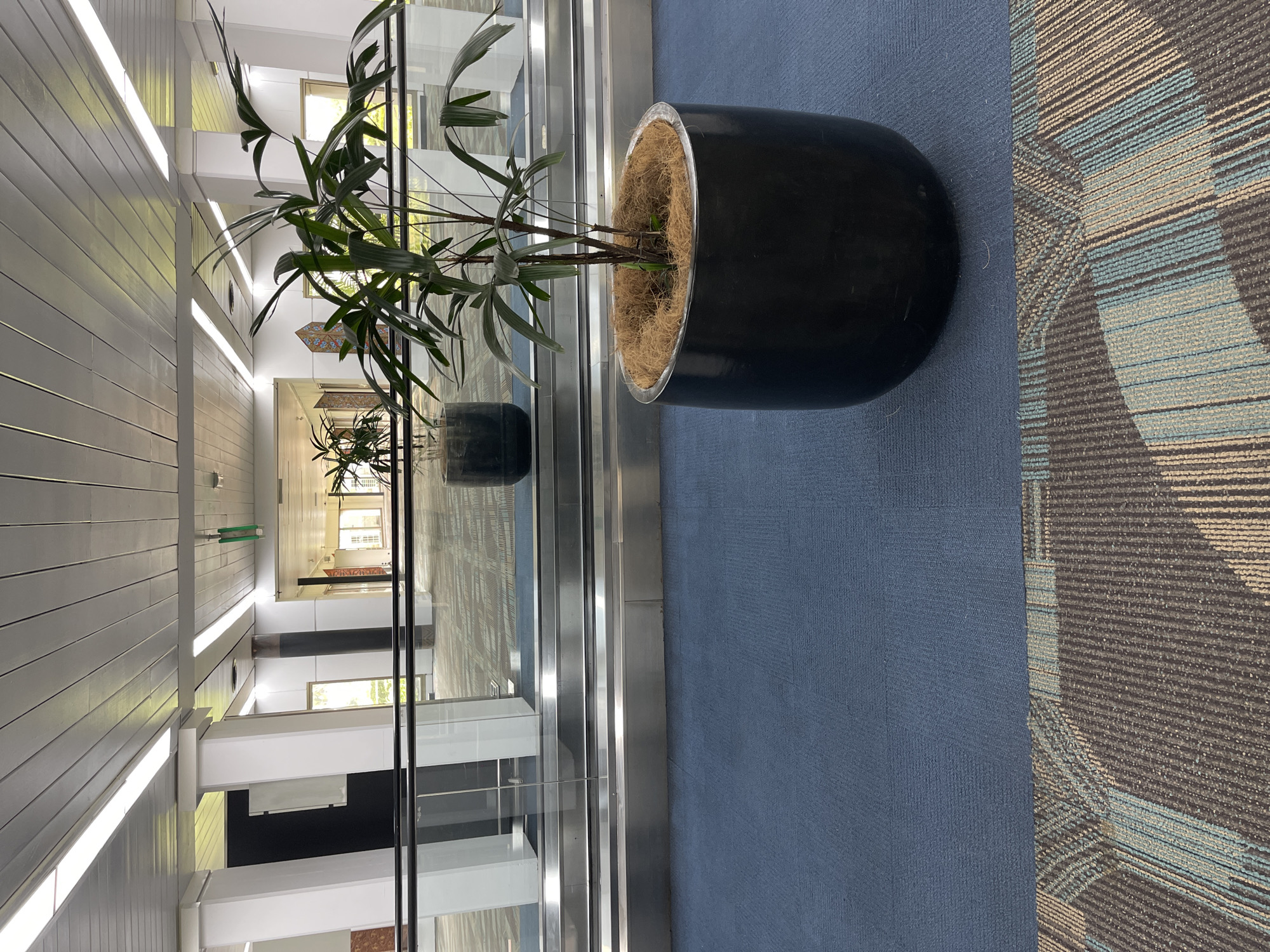 The image depicts a view inside an airport or a similar large transit facility, likely at Soekarno-Hatta International Airport in Tangerang, Indonesia. In the foreground, a large black planter contains a leafy green plant with thin, arching fronds. The planter is situated on a blue carpet. Adjacent to the blue carpet, a patterned carpet with horizontal stripes of grey, beige, and light blue is visible.
Behind the planter, a moving walkway with a stainless steel frame and glass safety barriers is present. The walkway appears to be empty. The environment is well-lit by long, fluorescent light fixtures mounted on a white, paneled ceiling. Several large white cylindrical columns support the ceiling structure. In the midground, another potted plant can be seen reflected in the glass barrier. The background shows a long corridor with more columns and windows, suggesting a spacious interior. The overall scene conveys a sense of an organized and functional public space.