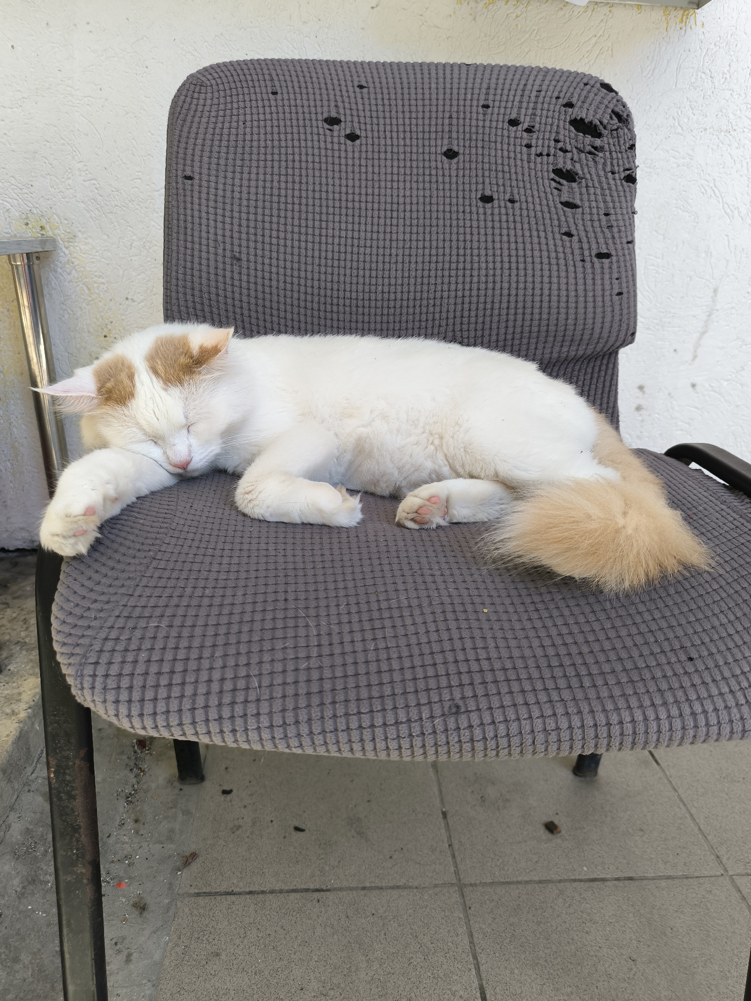 A white and tan cat is sleeping on a grey office chair. The chair has holes in the fabric. The chair is on a patio with a white wall behind it. The floor is concrete with some debris on it. The lighting suggests it is daytime.
