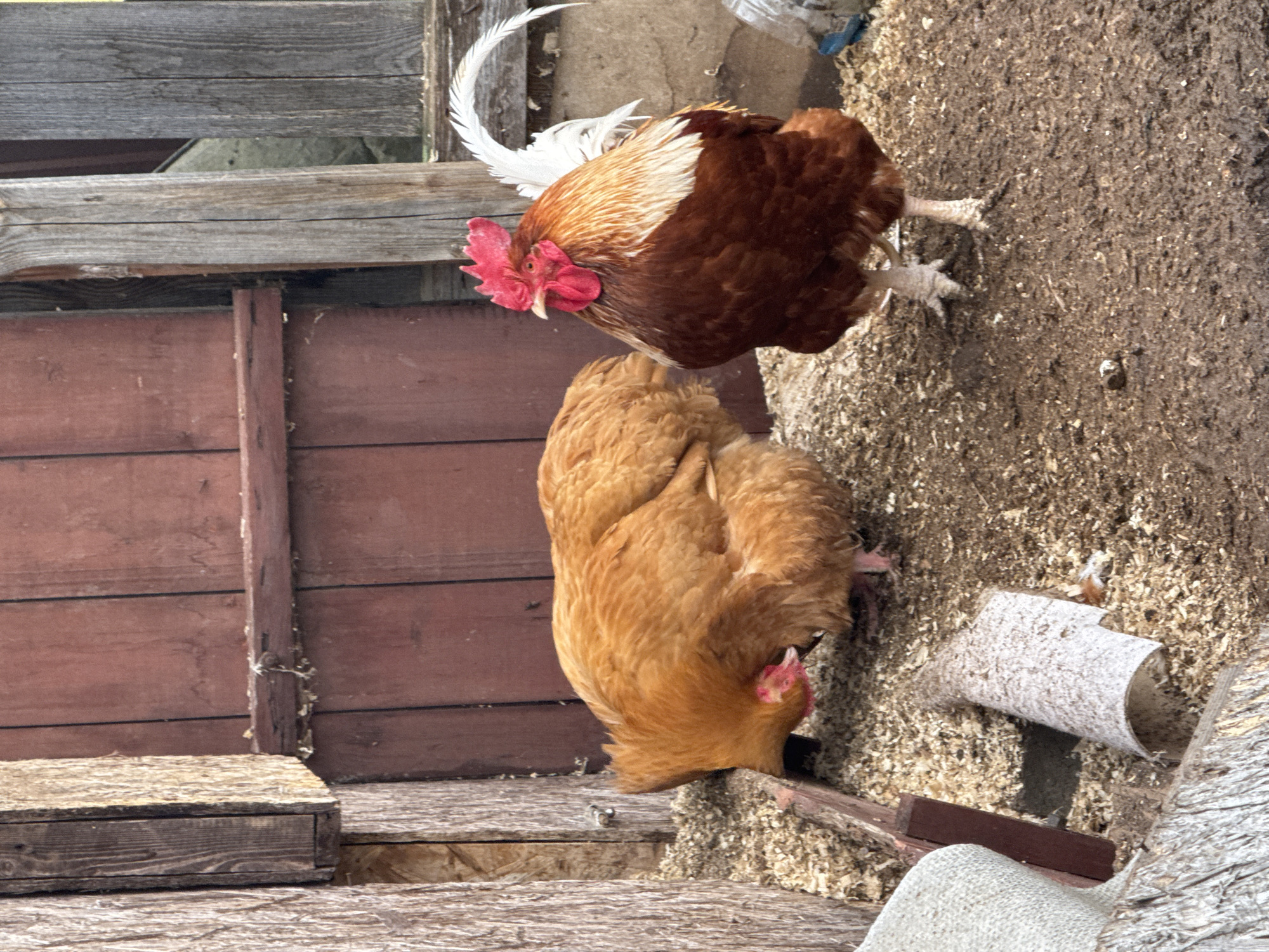 The image depicts two chickens, a rooster and a hen, in an outdoor setting. The rooster, primarily brown and white with a prominent red comb, is positioned above the hen. The hen is golden brown and appears to be pecking at the ground. They are standing on a surface covered in wood shavings. In the background, there is a wooden structure with red-brown planks and wooden beams. There is also a wooden box on the left side of the image. The photo was taken in Chaikovsky, Russia.