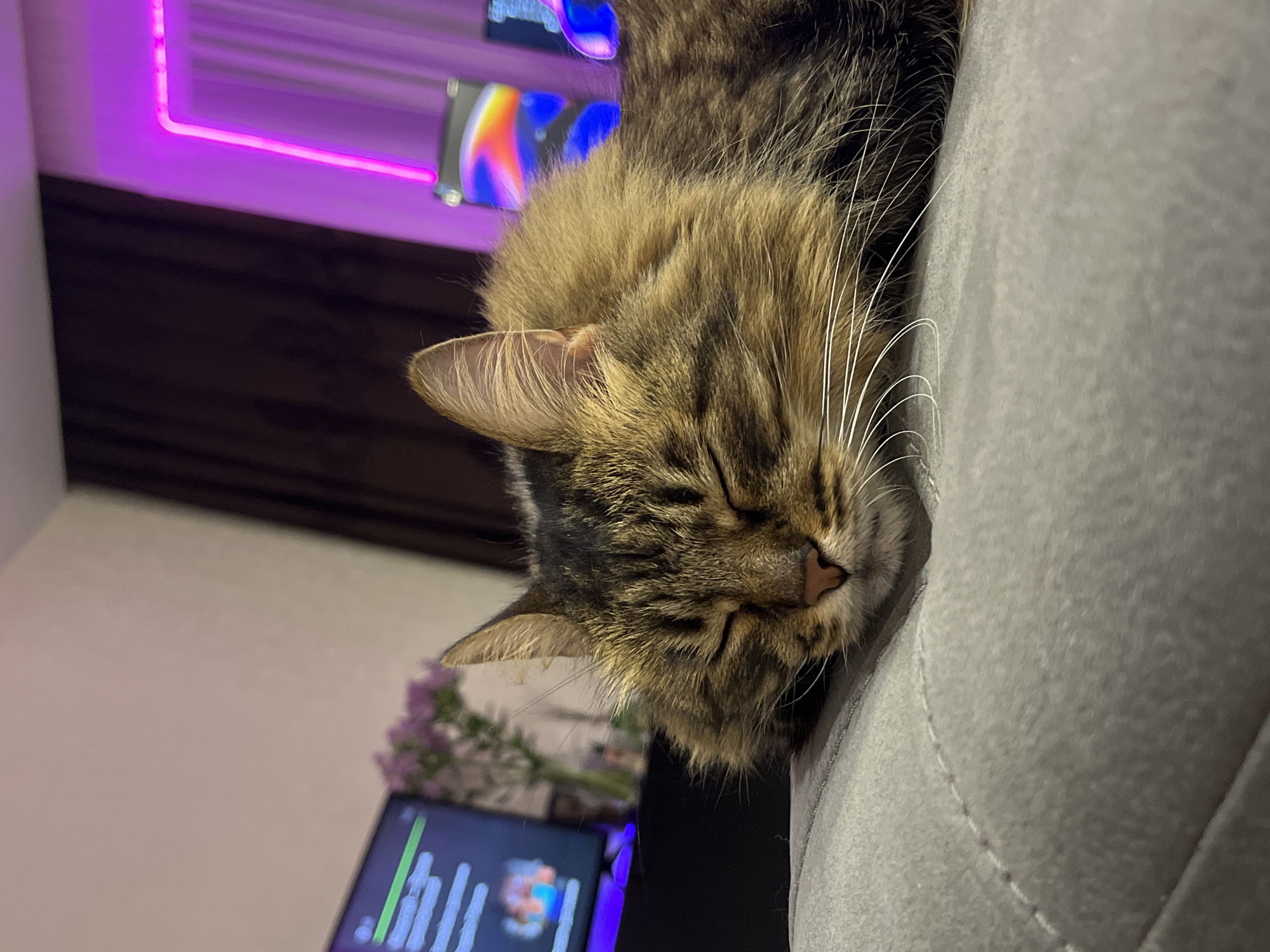 A close-up, low-angle shot captures a long-haired tabby cat sleeping peacefully on a gray, textured surface. The cat is positioned facing left, with its eyes closed and its head resting on its paws. Its fur is a mix of brown and black stripes, with prominent white whiskers fanned out. In the background, a computer monitor displays a list with green text on the left, and two other screens with abstract, colorful images are visible on the right, bathed in the glow of purple neon lighting that outlines a curtained window. A vase with purple flowers is also visible on a surface behind the cat's head. The overall environment suggests a room with electronic equipment and ambient lighting. The location of this scene is not provided in the image.
