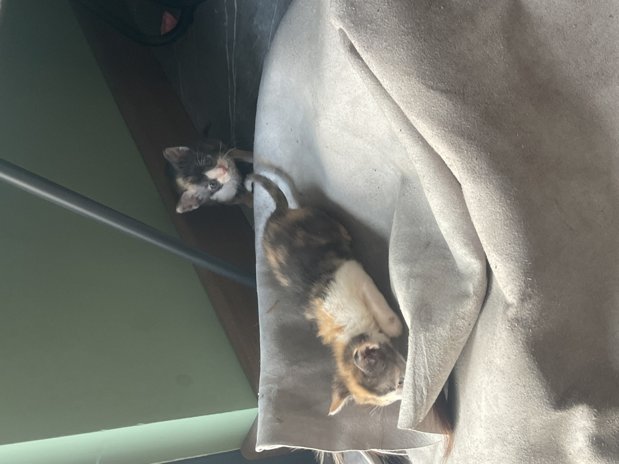 Two calico kittens are visible in the foreground and midground of the image, positioned indoors. The kitten in the foreground is lying down on a crumpled piece of gray fabric, facing to the left. Its body is mostly hidden by the fabric, with only its head and front legs visible. It has patches of orange, brown, and white fur.
In the midground, another calico kitten is standing and looking towards the camera. This kitten has a distinct black, white, and orange patched face with wide, alert eyes. It is positioned behind a thin, dark vertical bar.
The background consists of a light green wall, a dark wooden surface, and a portion of a black object with a red accent. The lighting suggests an indoor environment with natural light filtering in. The overall scene appears to be an informal setting within a residential space. There is no indication of the specific location within Karlovo, Bulgaria.