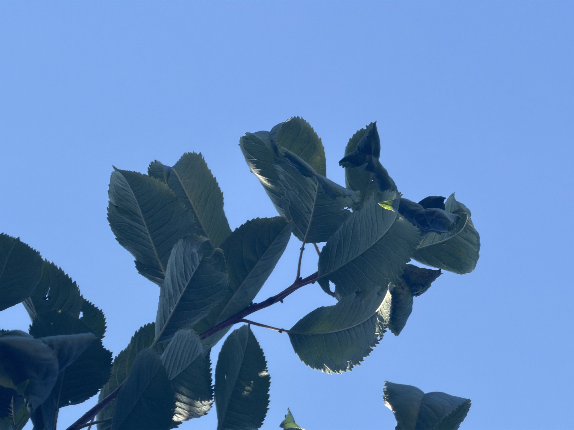 A low-angle shot captures a cluster of dark green leaves against a clear blue sky. The leaves are serrated along the edges and show veins. A thin branch, dark red in color, extends from the upper left corner downwards, with several smaller twigs branching off. Some leaves appear slightly curled or folded. The background is an uninterrupted expanse of bright blue sky.
