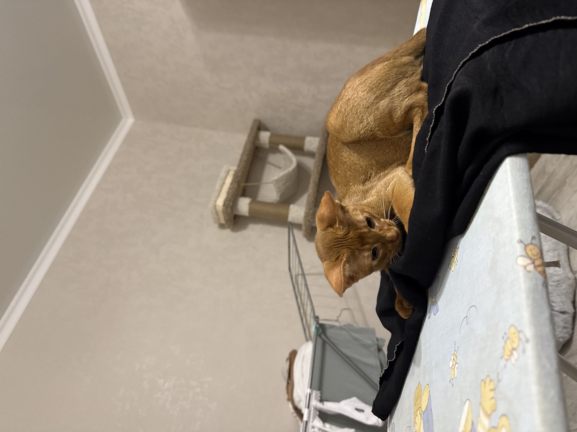 An orange cat is lying on a black cloth on top of an ironing board. The ironing board has a light blue cover with cartoon bees and rabbits on it. In the background, there is a clothes drying rack with clothes on it, and a cat tree. The walls are a light beige color, and there is white trim along the ceiling. The image was taken in an indoor setting, likely a room in a residential building. The location is Stary Oskol, Russia.