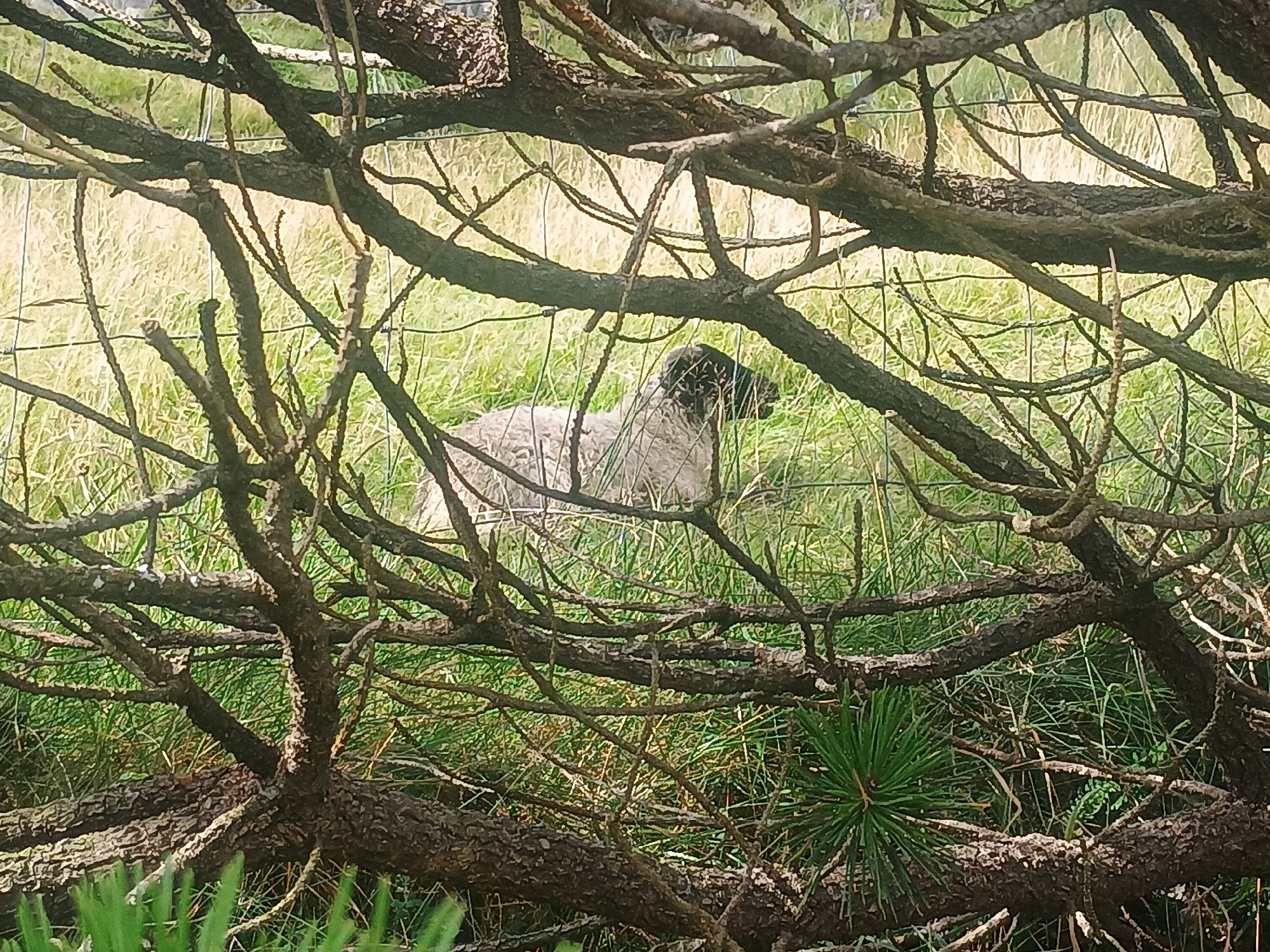 A sheep is partially visible in a grassy field, behind a dense network of tree branches. The sheep has grey wool and a dark head. The branches are dark brown and textured, with some thinner, twig-like branches intermingling. The grass is green and appears somewhat dry in the background. A wire fence is also visible behind the branches, suggesting the sheep is in an enclosed area. The lighting suggests it is daytime.