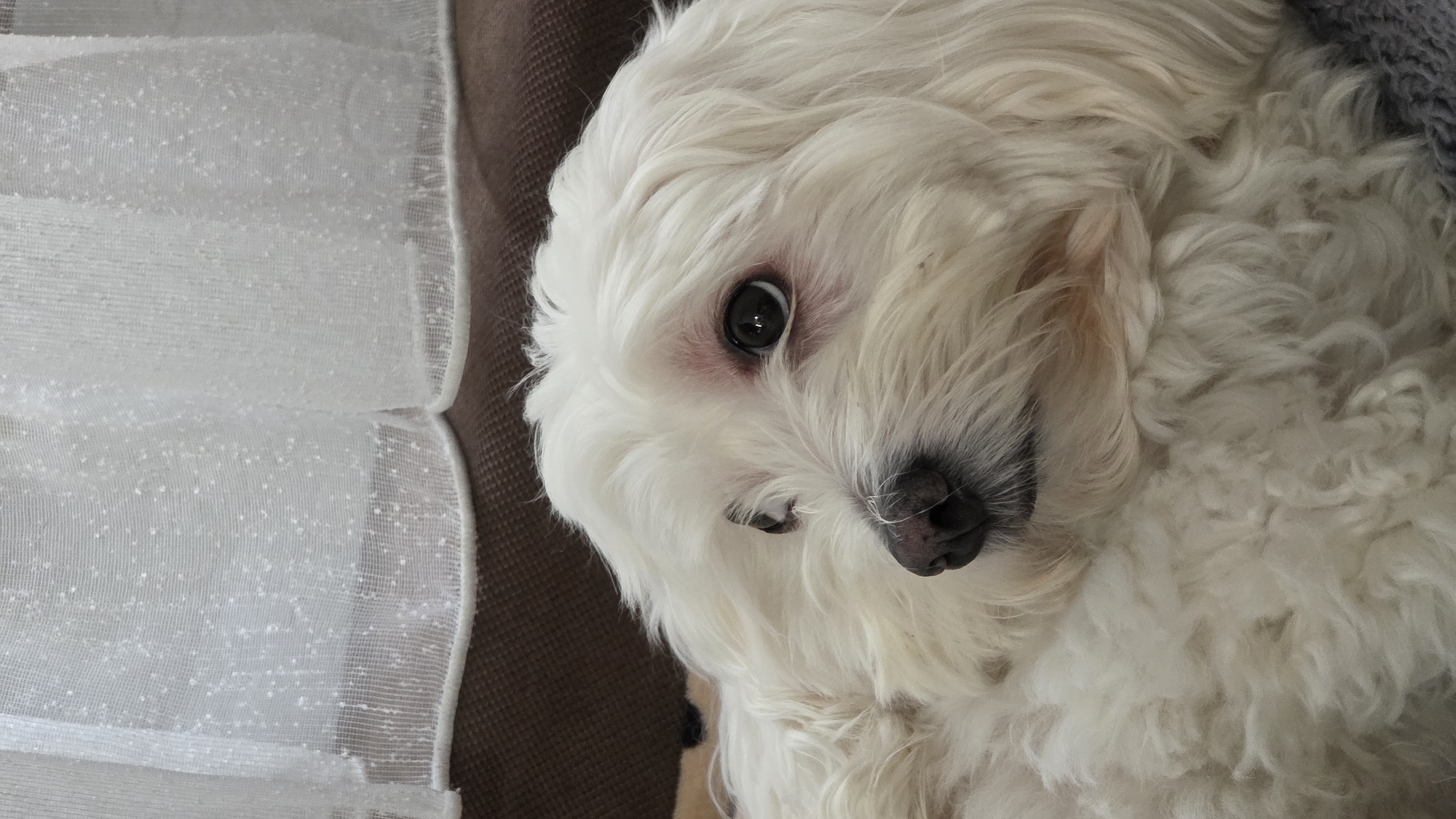 A close-up shot depicts a small, white, fluffy dog with dark eyes and a black nose. The dog is lying down on a brown surface, possibly a cushion or sofa, near a translucent, white curtain or fabric. The dog's head is tilted, and it is looking towards the camera. There is no information available to determine that this picture was taken in Blagoevgrad, Bulgaria.