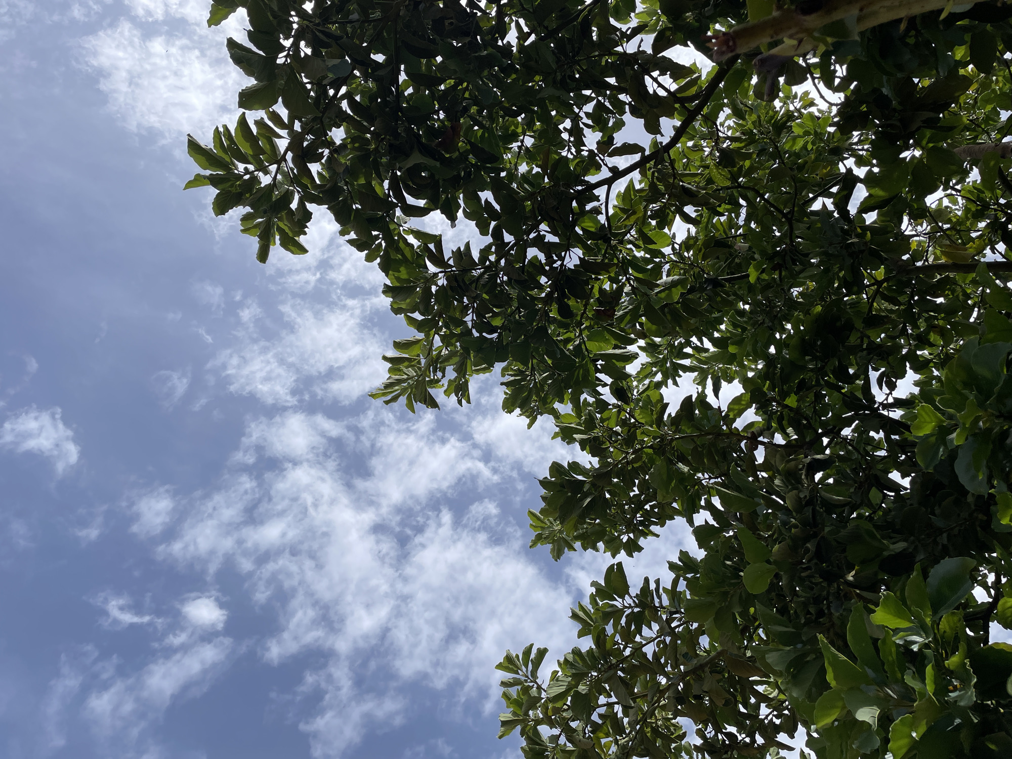 The image shows a low-angle view looking up through the dense green leaves of a tree towards a bright blue sky with scattered white clouds. The branches and foliage of the tree fill the upper right and bottom right portions of the frame. The leaves are varied in size and shape, with some appearing to be smooth and glossy while others are more textured. Sunlight filters through the leaves, creating highlights and shadows. The sky is a vibrant blue, suggesting a clear and sunny day. The clouds are wispy and scattered, characteristic of fair weather. There are no people or discernible objects other than the tree and the sky. The scene evokes a sense of natural beauty and tranquility. The setting appears to be outdoors, possibly a garden or a park, given the lush greenery. The time of day is likely daytime due to the bright sky. The weather is pleasant, indicated by the clear sky and scattered clouds. There is no visible text in the image. The context provided indicates the location is Jos, Nigeria.