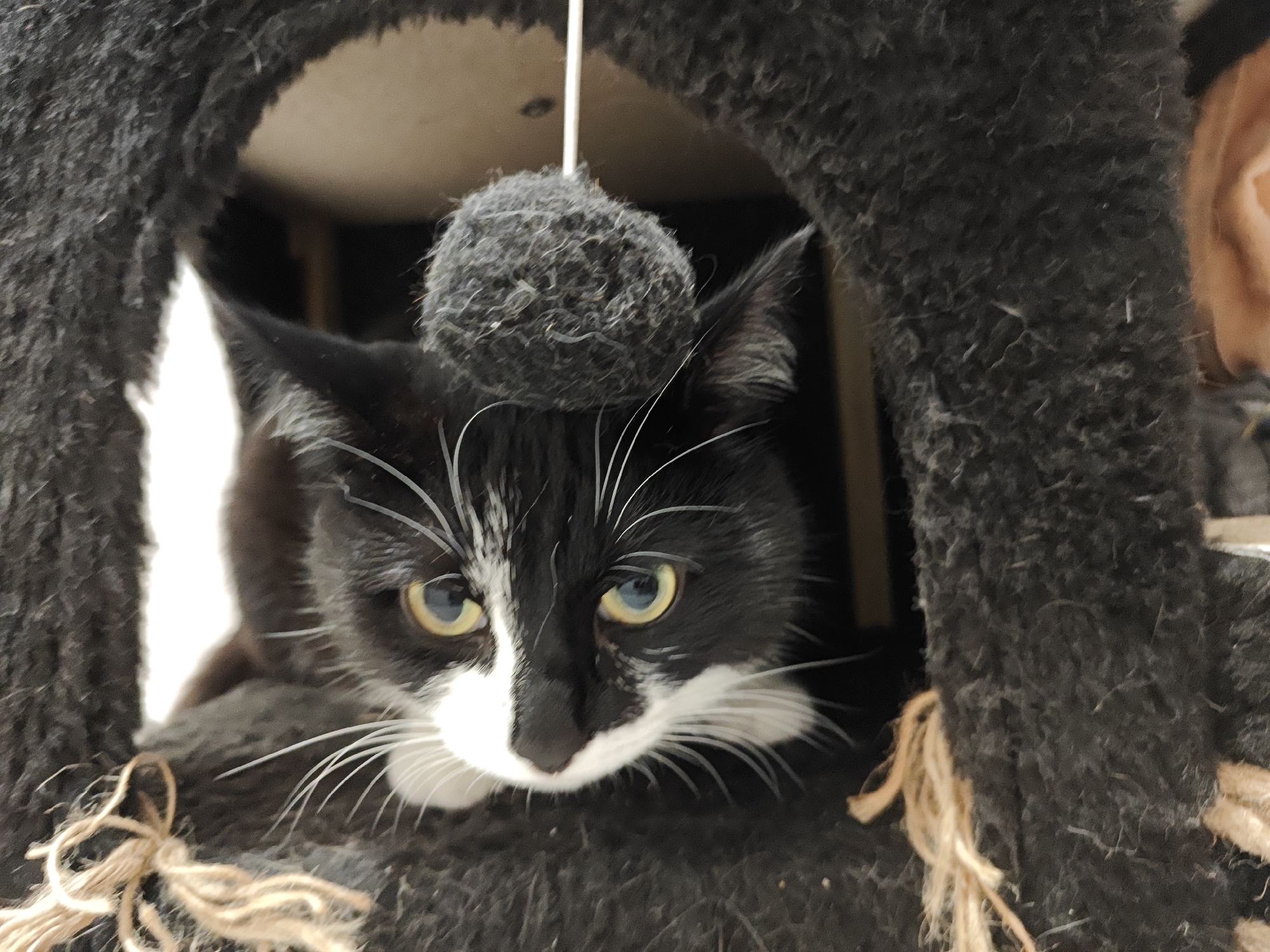 A black and white cat with yellow eyes is peeking out from a dark opening in a dark, fuzzy cat tree. The cat has white whiskers and a white blaze on its nose. A grey fuzzy ball toy hangs from a string above the cat's head. The cat tree is textured and appears to be made of a coarse, dark material, with some lighter brown rope-like material visible in the foreground. The background inside the opening is dark and indistinct. The lighting is somewhat dim, focusing on the cat's face. The scene is a domestic indoor setting.