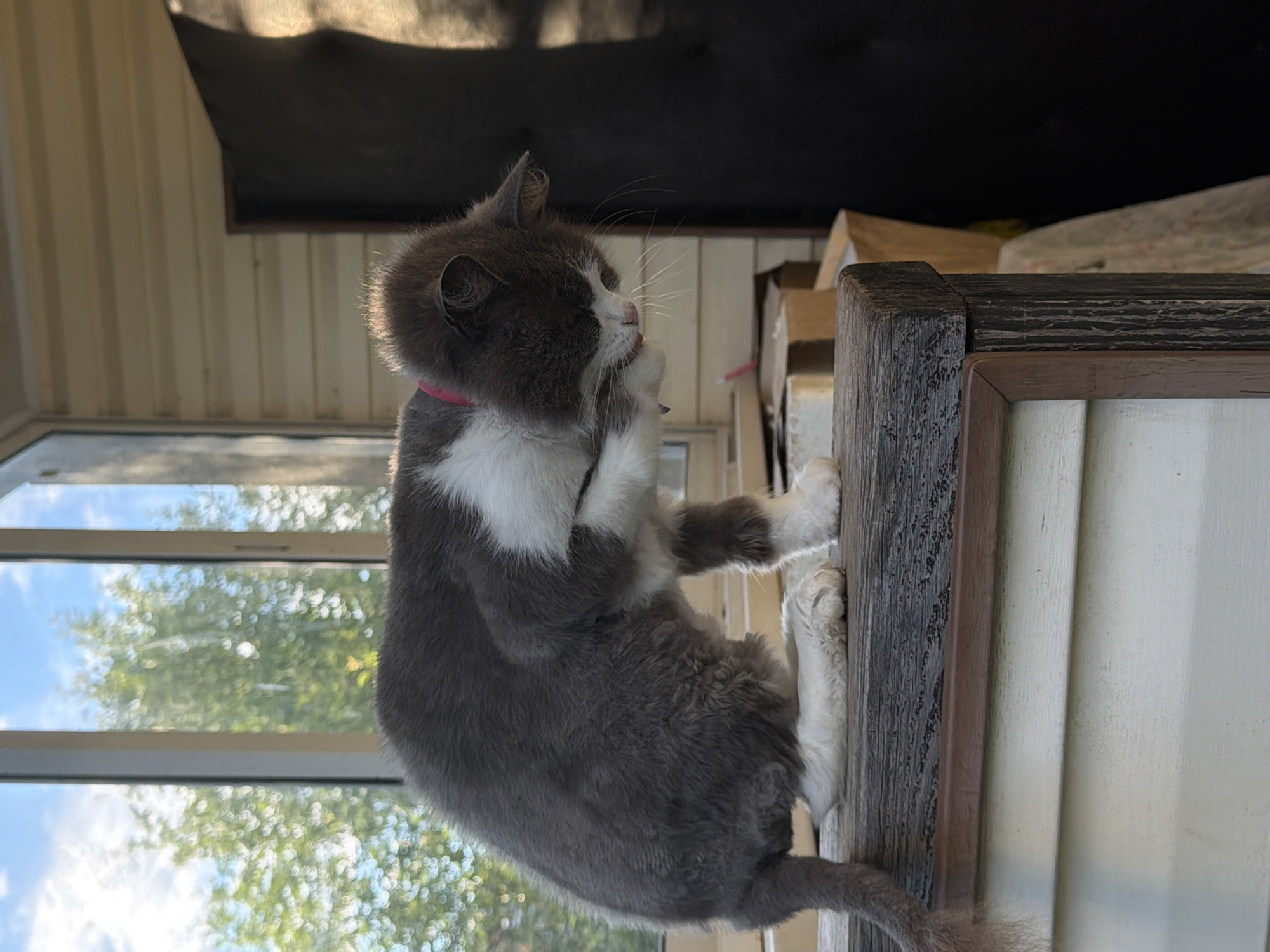 A gray and white cat is grooming itself on a wooden ledge outside. The cat is hunched over with its head down, licking its paw. It has a pink collar on. Behind the cat, a window shows trees and a blue sky. The building appears to be made of wood. The setting looks like a porch or a deck.