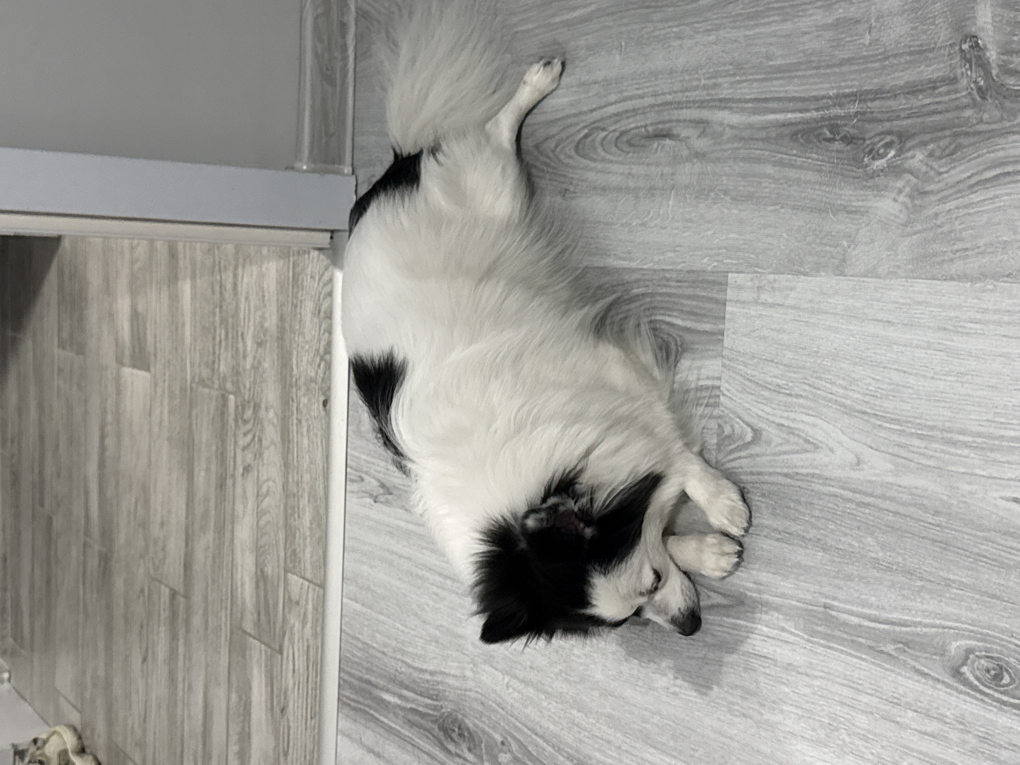 A black and white long-haired dog lies on its side on a gray wood-look floor. The dog's body extends from the upper right to the lower left of the image. Part of a gray cabinet is visible on the left side of the image. The dog is indoors, and the location is unknown.