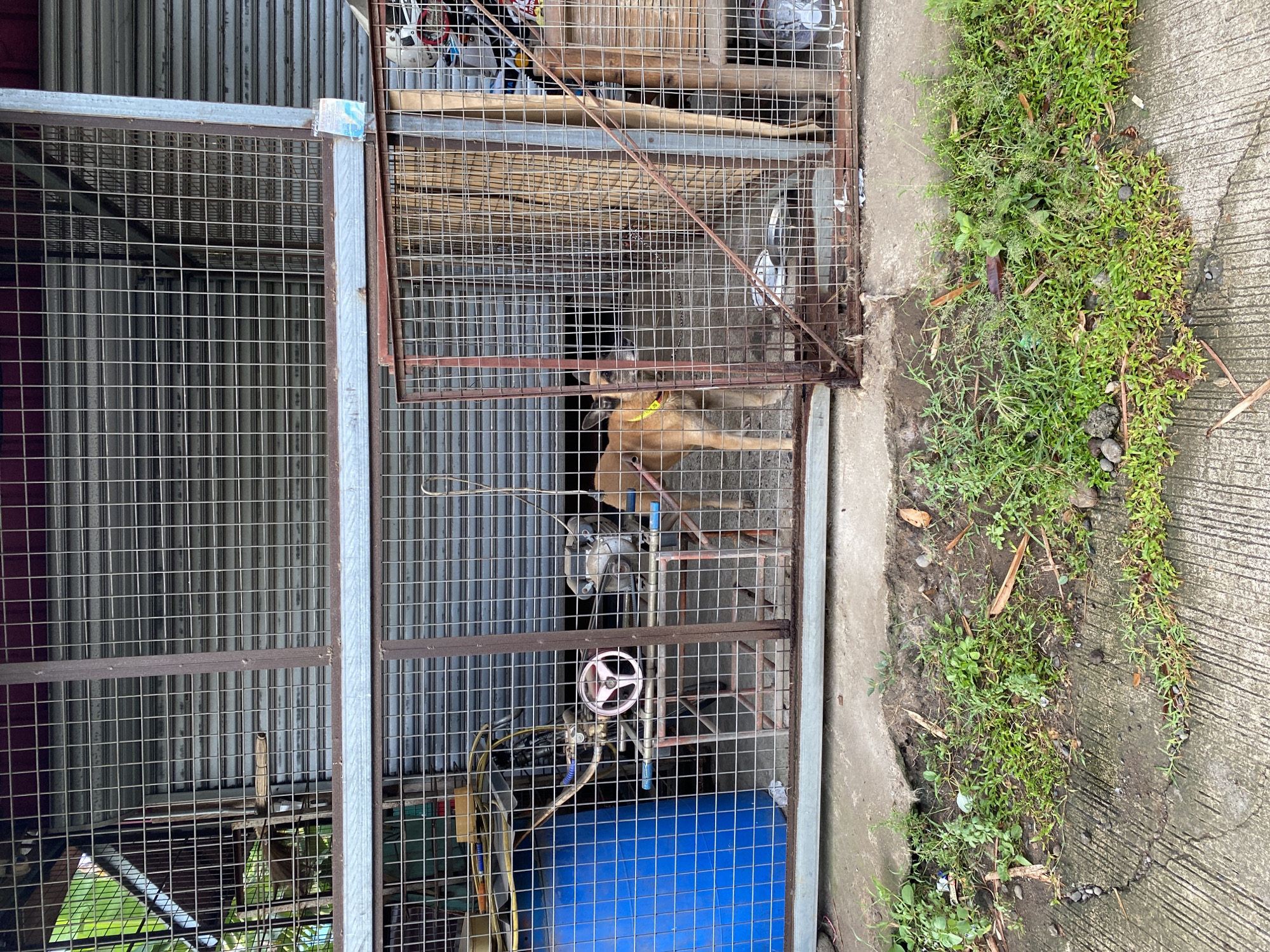 The image depicts an outdoor scene in Davao City, Philippines, specifically showing a dog inside a metal enclosure. The enclosure appears to be constructed from wire mesh and metal bars, with a large blue barrel and some mechanical equipment visible within. The dog, a light brown color with a yellow collar, is standing and looking towards the camera. Behind the enclosure, roll-up metal doors are visible. The ground in front of the enclosure is concrete, with some patches of grass and debris. The overall impression is that of a utilitarian or storage area, possibly associated with a business or workshop.