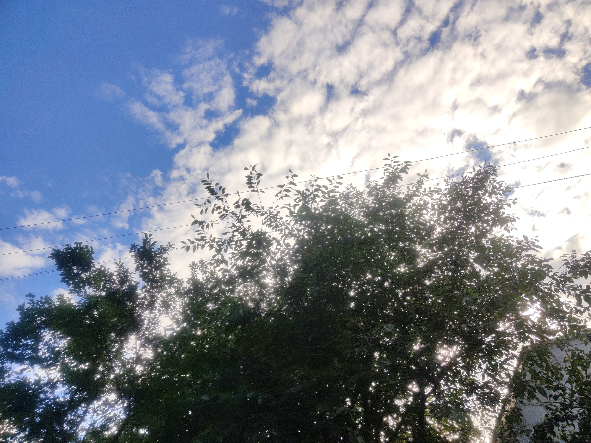 This is a low-angle shot of a tree with dense green foliage against a blue sky with scattered white clouds. The sun is shining through the leaves, creating a dappled effect and highlighting some of the branches. Two dark power lines are visible stretched across the sky above the tree. The scene appears to be from Borova, Ukraine, based on the context provided. There are no people or animals visible in the image, and no specific actions or interactions are depicted. The overall impression is of a natural scene within an urban or semi-urban environment.