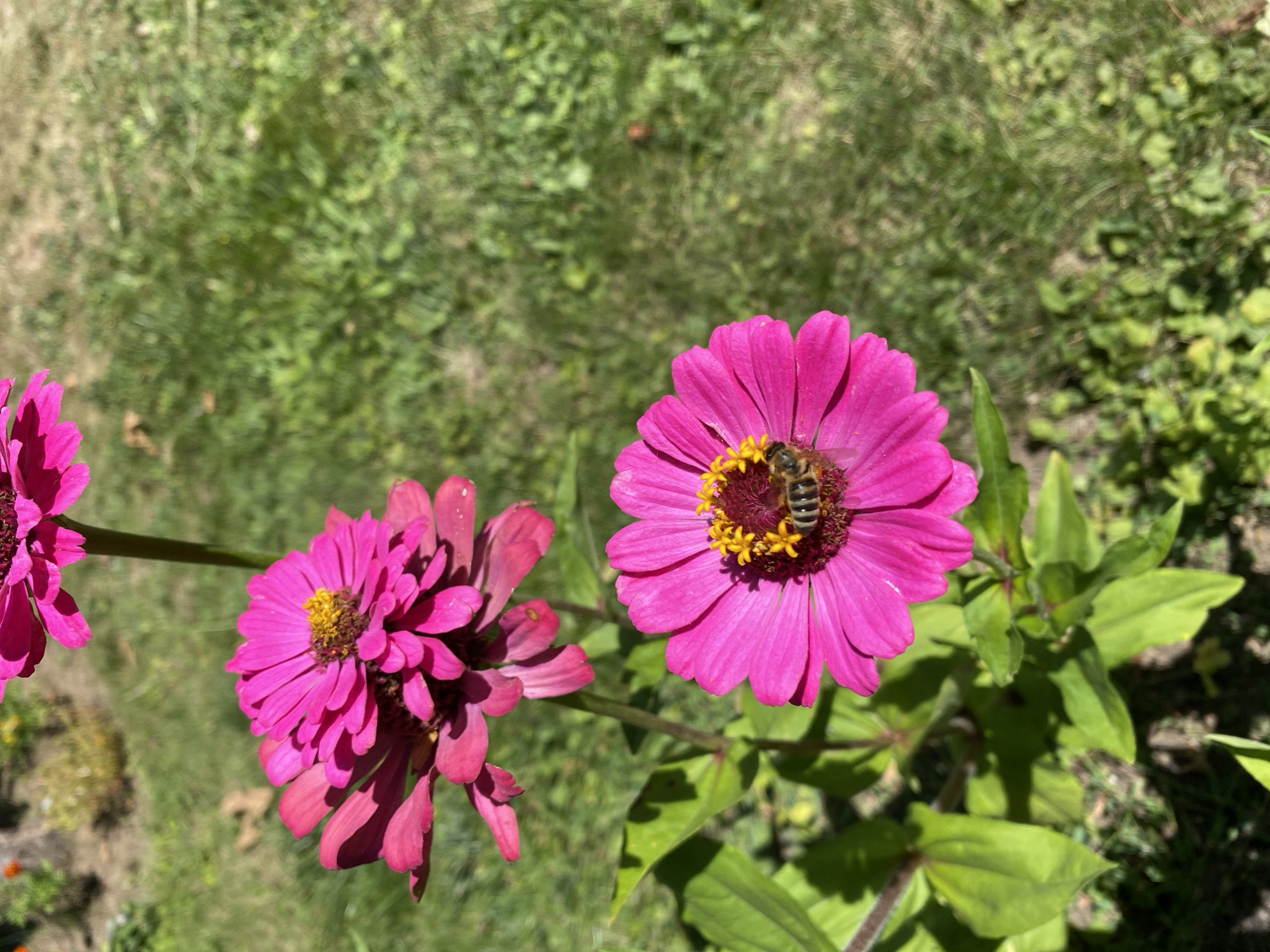 In Flammersfeld, Germany, a close-up shot captures a vibrant pink zinnia in focus, its petals fanned out around a golden center. A bee, its body segmented with stripes of brown and yellow, is actively collecting nectar from the flower. To the upper left, another pink zinnia, slightly out of focus, completes the floral composition. The background consists of blurred green grass, suggesting a garden or outdoor setting. The sunlight casts soft shadows, highlighting the textures of the petals and the bee's fuzzy exterior.