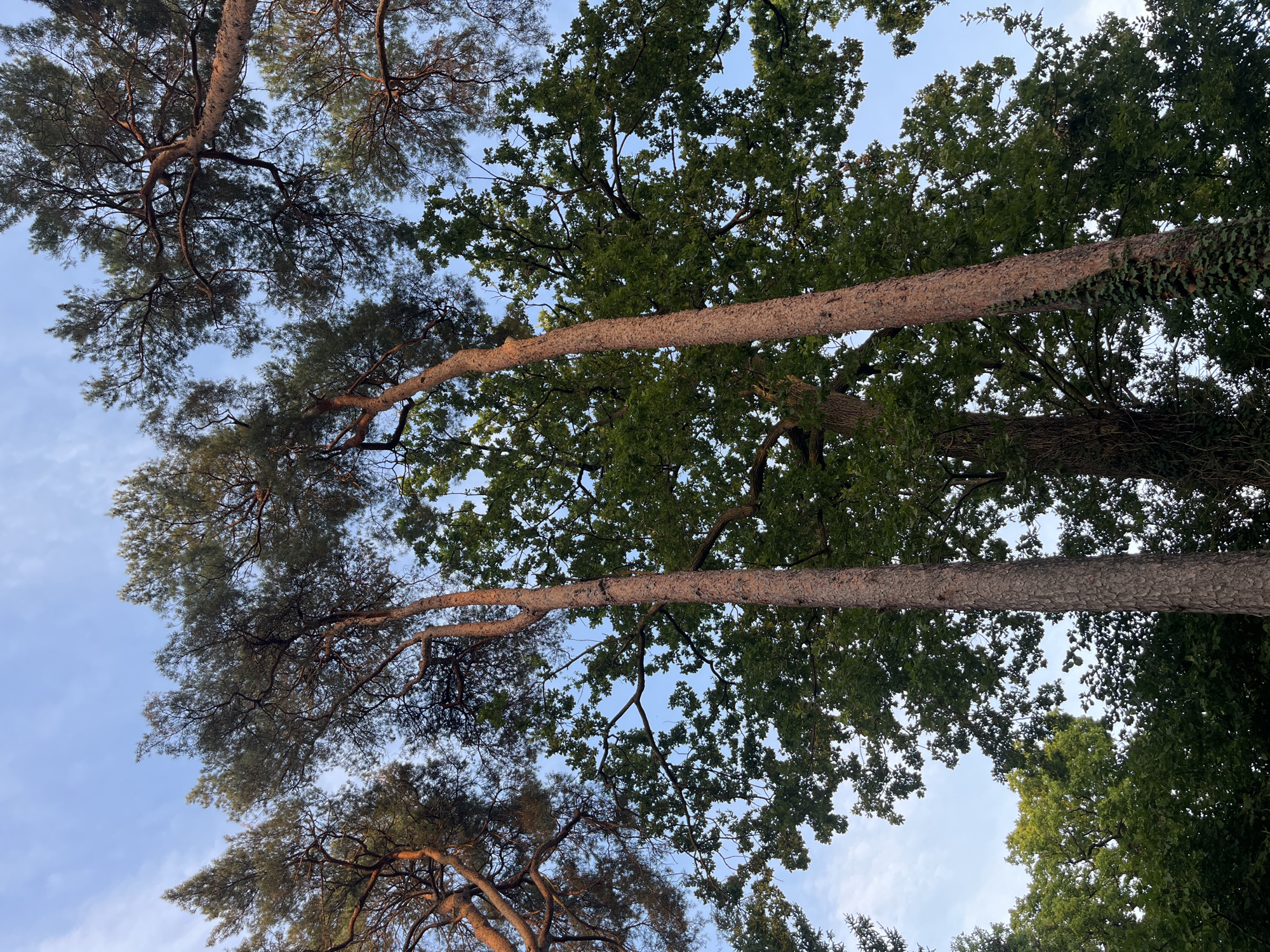 This low-angle shot captures a dense forest canopy against a bright blue sky with scattered white clouds, likely taken in Sonchamp, France. The dominant features are tall, slender pine trees with reddish-brown bark and sparse, needle-like foliage, interspersed with broader, leafy deciduous trees. The foreground is dominated by two prominent pine trees, their rough bark textured and their branches reaching upwards. One of these pines is partially covered in ivy. Sunlight filters through the leaves and needles, creating a dappled effect. The overall impression is one of a natural, somewhat wild, wooded area. There are no people or man-made objects clearly visible.