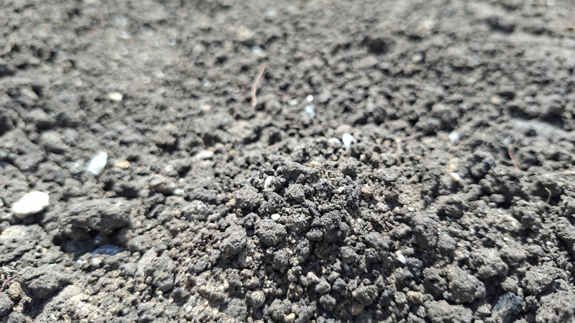 This is a close-up, eye-level, static shot of dark, dry, clumpy soil. Small pebbles and a single dried blade of grass are visible among the soil aggregates. The lighting suggests it is outdoors during the day. The image does not contain any specific geographical markers to determine its location in Shyriaieve, Ukraine, or any other city. There are no people, actions, or interactions depicted.