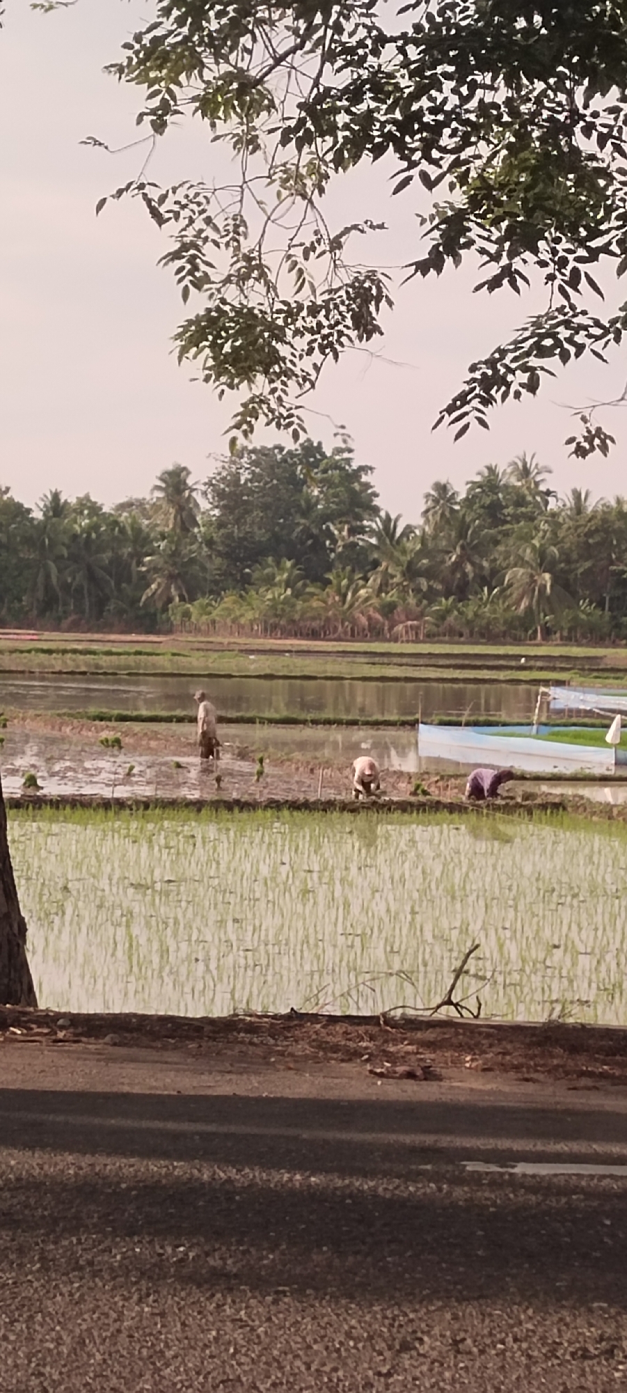 The image depicts a rural scene in Aluegunto, Indonesia, featuring a rice paddy. In the foreground, a dark asphalt road runs horizontally across the bottom of the frame, with a strip of soil and dried leaves bordering the road. Beyond the soil is a flooded rice paddy, with rows of young green rice shoots partially submerged in water. Further into the paddy, two individuals are visible, both appearing to be engaged in farming activities. One person, standing and wearing light-colored clothing, is in a deeper section of water, possibly planting or tending to the rice. Another person, further to the right, is bent over, also working within the paddy. In the background, a lush treeline with various species, including palm trees, forms a dense canopy. A white boat is partially visible on the far right side of the frame, positioned in the water of the paddy. The sky above is overcast and light, with the dark branches and leaves of a tree hanging over the top of the image, casting shadows. The overall atmosphere suggests a working agricultural landscape.