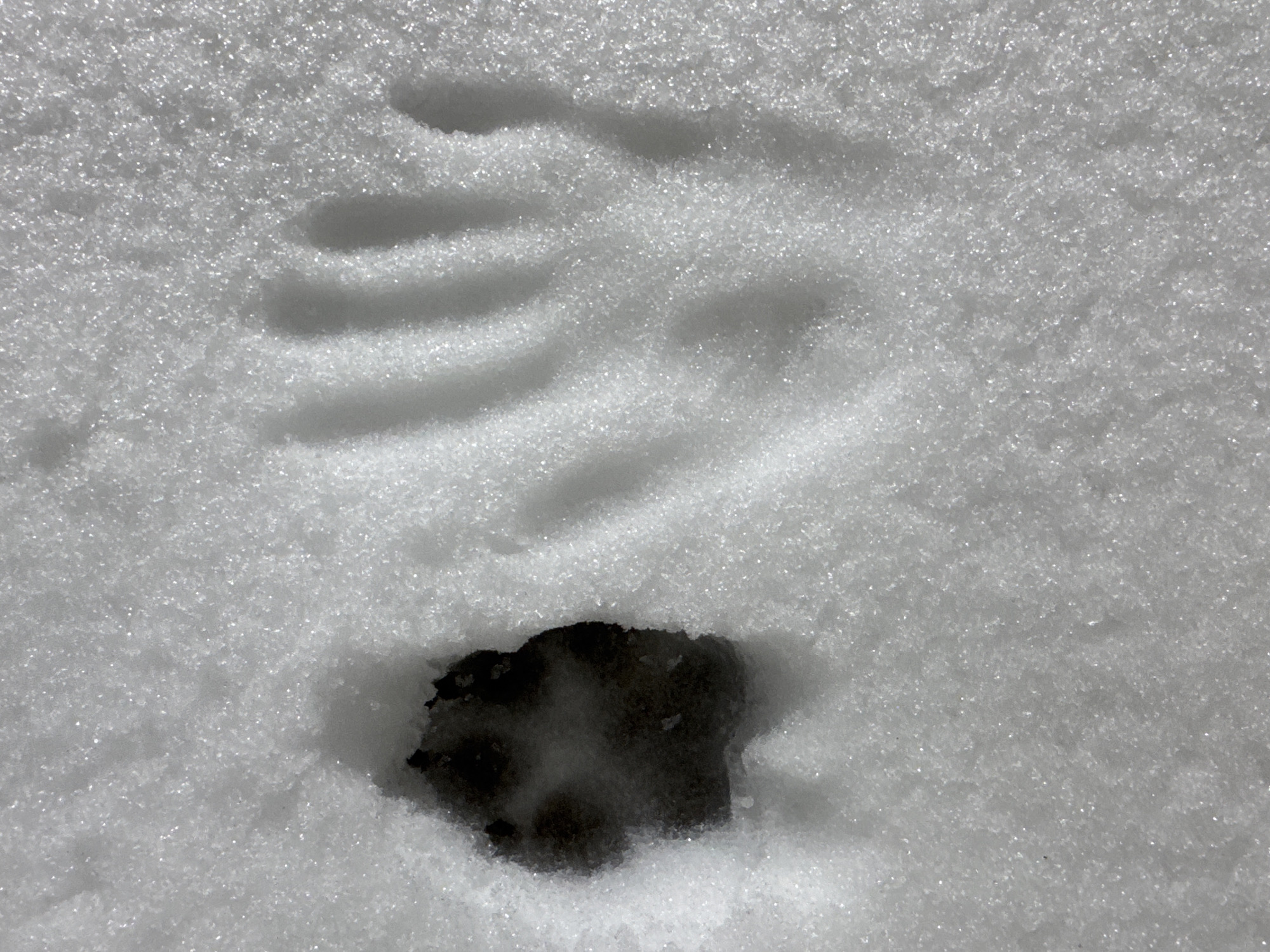 A close-up image shows a single animal paw print in the snow. The paw print has a distinct impression of the pad and toes. The surrounding snow appears granular. The location of the image is unknown.