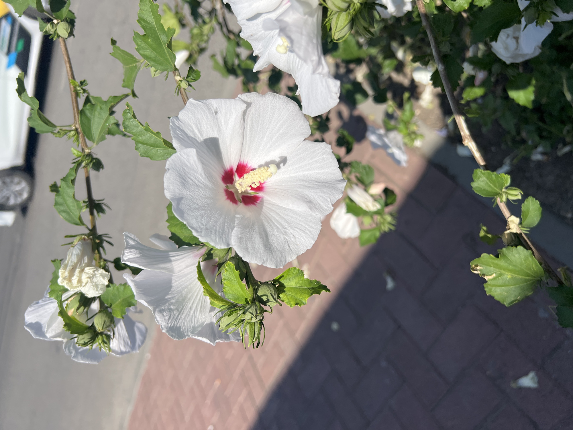 The image shows a close-up of white hibiscus flowers with red centers, in bloom, on a branch. Green leaves and unopened buds are also visible. The flowers are in the foreground and slightly to the right, with a sidewalk made of red brick to the left. In the background, a blurred image of a white car is visible on a paved surface, likely a street. The scene appears to be outdoors, in an urban setting. Given the specific request to include the city of Yeysk, Russia, this image is located in Yeysk, Russia.