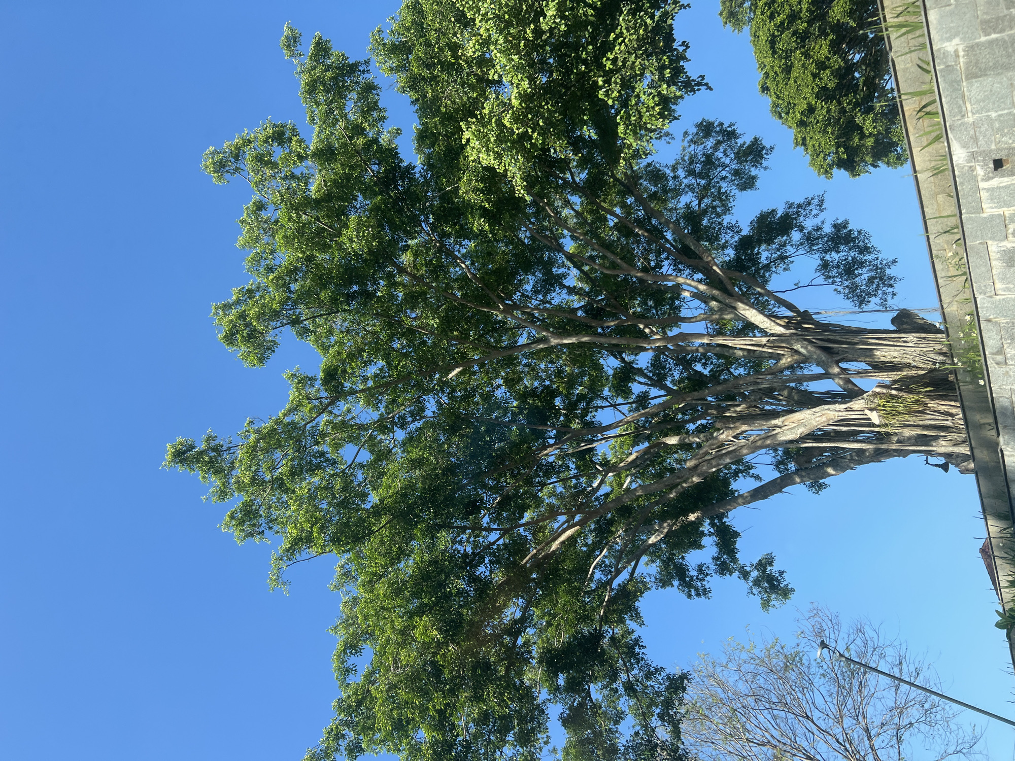 The image, captured in Temanggung, Indonesia, presents a wide-angle view of a large banyan tree against a clear blue sky. The tree's distinctive aerial roots hang down from its branches, creating a dense, curtain-like effect. Its canopy is full of lush green leaves, partially obscuring the sky. In the foreground, a textured stone wall runs horizontally across the frame, topped with some vegetation. To the left of the banyan tree, another tree with sparser branches is visible, along with a tall, slender lamppost. Further to the right, another smaller, densely-leafed tree is partially visible. The overall scene suggests an outdoor environment, likely a park or public space within the city.
