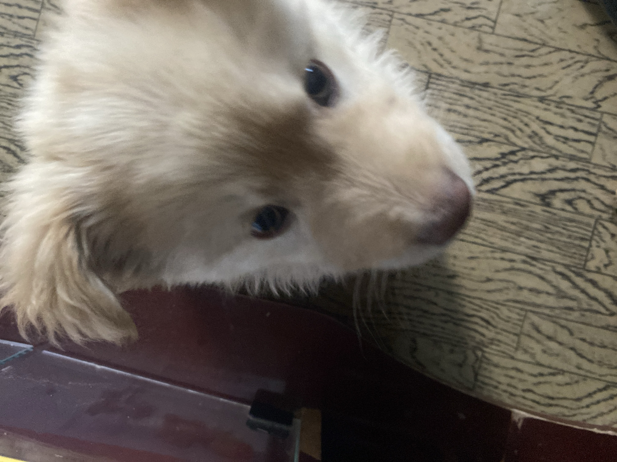 The image shows a close-up, low-angle shot of a dog's face. The dog has light-colored fur, with some darker brown markings around its eyes and nose. Its eyes are dark and appear to be looking upwards, possibly at the person taking the photo. The dog's nose is a prominent feature, with a wet, shiny appearance. The fur around its snout is longer and appears somewhat wispy.
The dog is positioned on what appears to be a wooden floor with a distinct grain pattern. The floor is a mix of light and dark brown tones, with visible lines suggesting planks. In the foreground, a dark reddish-brown surface is visible, possibly a table or furniture. The lighting in the image is somewhat dim, suggesting an indoor setting.
The overall impression is of an inquisitive or affectionate animal. There is no text visible in the image, and no specific time of day or weather conditions can be determined. The focus is entirely on the dog's face, with the background blurred to emphasize the subject.
