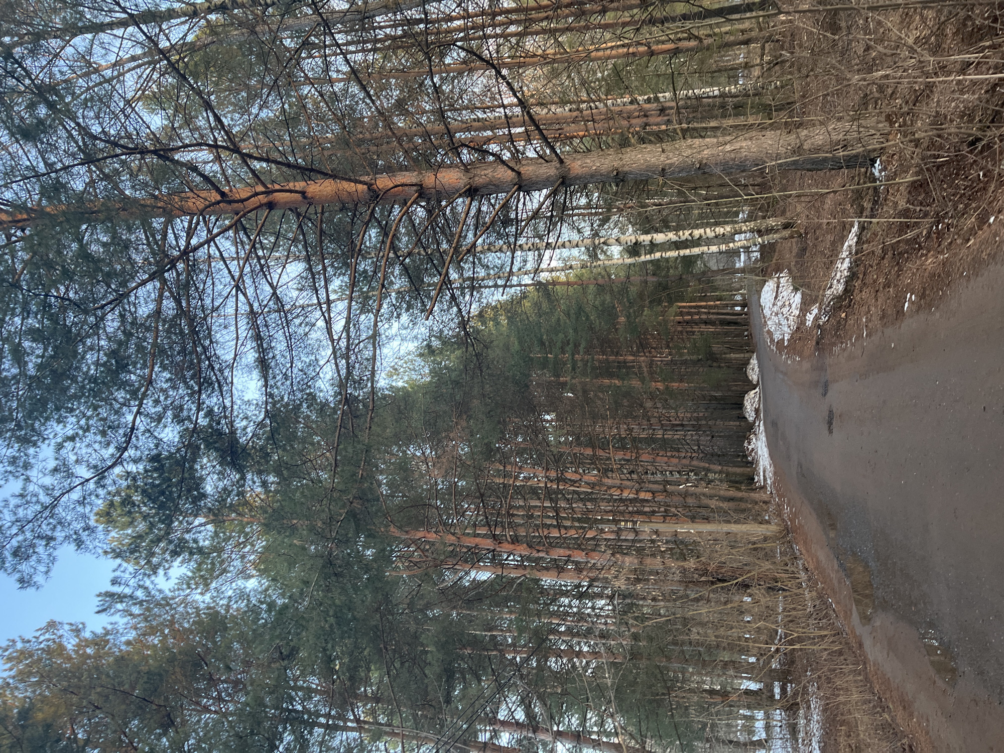 A rural asphalt road cuts through a dense forest near Chaikovsky, Russia. Pine trees dominate the landscape, many reaching high into the sky with their branches and needles creating a canopy. Some trees are bare. Patches of melting snow line the edges of the road, suggesting a transition from winter to spring. The sky is partly visible, appearing light blue through the tree branches. No people are visible in the scene.