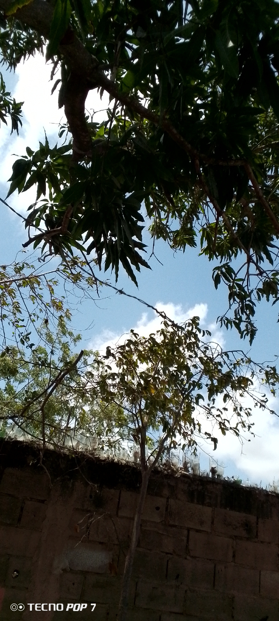The image depicts a view looking upwards through trees towards a blue sky with scattered clouds. In the foreground is a brick wall topped with what appears to be a row of clear, possibly plastic bottles, acting as a barrier or fence. A thin tree trunk extends vertically in front of the wall. The setting is possibly in Altagracia, Venezuela. A "TECNO POP 7" watermark is present in the lower left corner of the image. There are no people visible in the image.