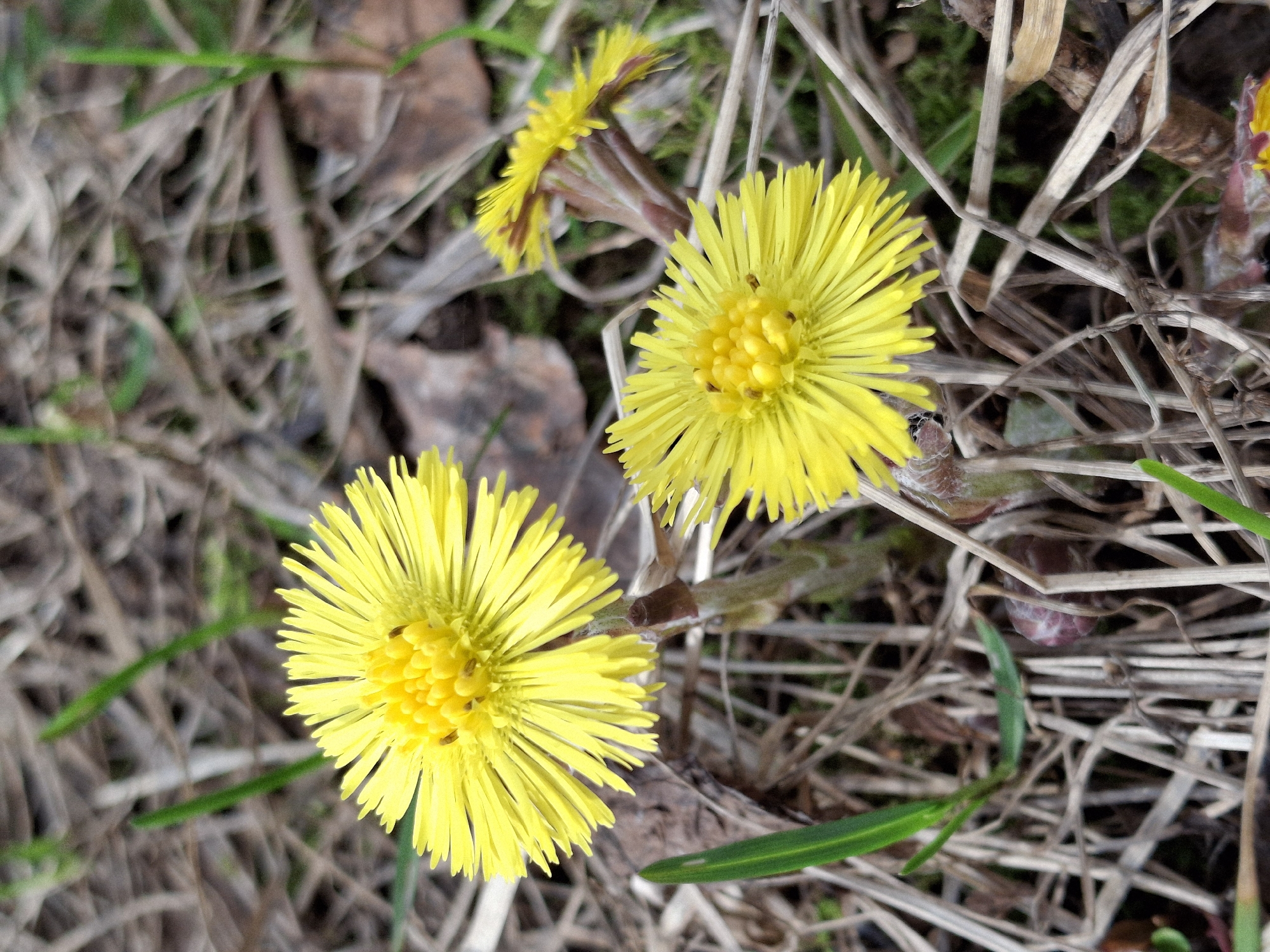 A close-up shows three vibrant yellow Coltsfoot flowers (Tussilago farfara) growing in a bed of dry grass and fallen leaves. The flowers are in various stages of bloom. The overall setting suggests a natural environment. The location is Chaikovsky, Russia.