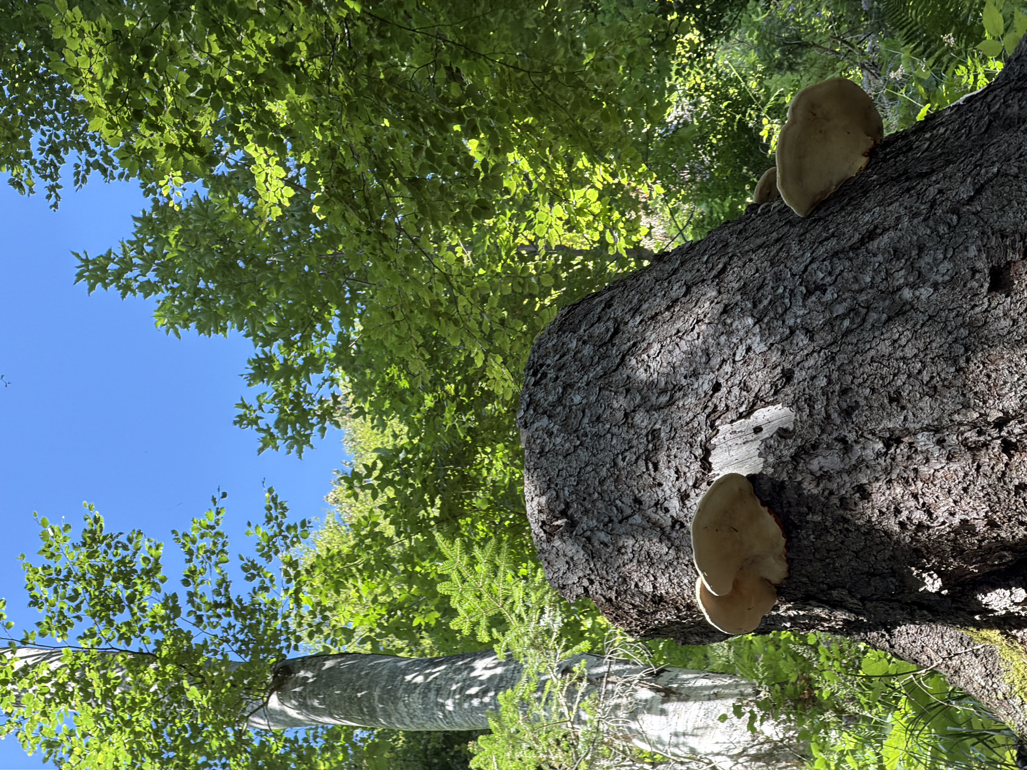 The image shows a close-up, low-angle view of a large, dark, rough-barked tree stump with several shelf fungi growing on its side. The stump is tilted, with its base not fully visible. Sunlight filters through a canopy of bright green leaves from deciduous trees overhead, casting dappled shadows. In the background, a tall, slender, light-barked tree trunk stands to the left, also partially obscured by foliage. The sky above is a clear, bright blue. The scene appears to be in a natural, wooded environment, possibly a forest or park. There are no people or animals visible in the image. The location is not specified as being in Lateis / Latais, Italy.