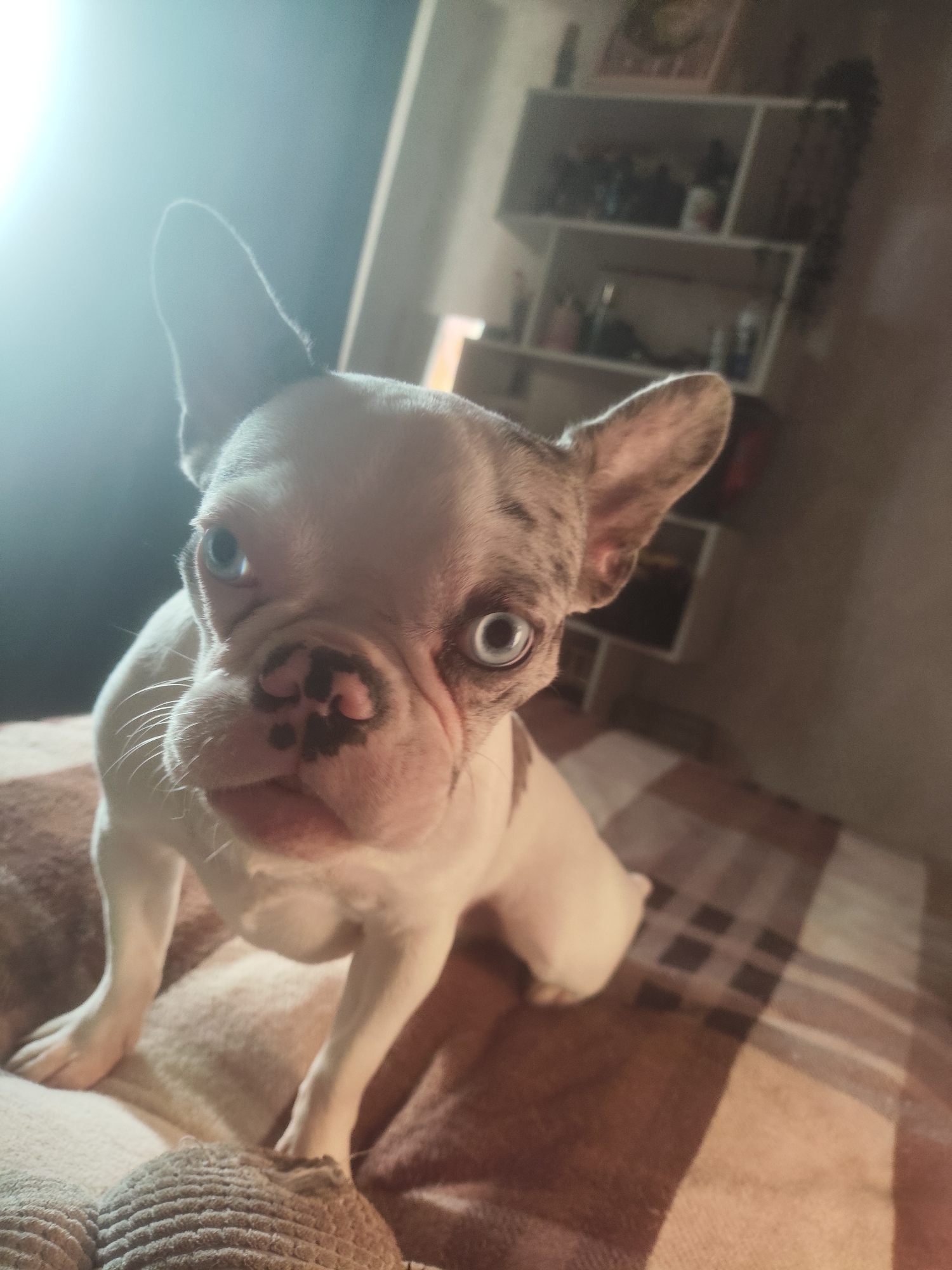 A French Bulldog puppy is captured in a close-up, low-angle shot, sitting on a brown and beige striped blanket. The puppy has white and merle fur, with striking blue eyes and a smattering of black spots on its nose. Its ears are large and pointed upwards. The background is dimly lit, with shelves filled with various items visible on the right. A bright light source is prominent in the upper left corner, creating a lens flare. The focus is primarily on the puppy's face.