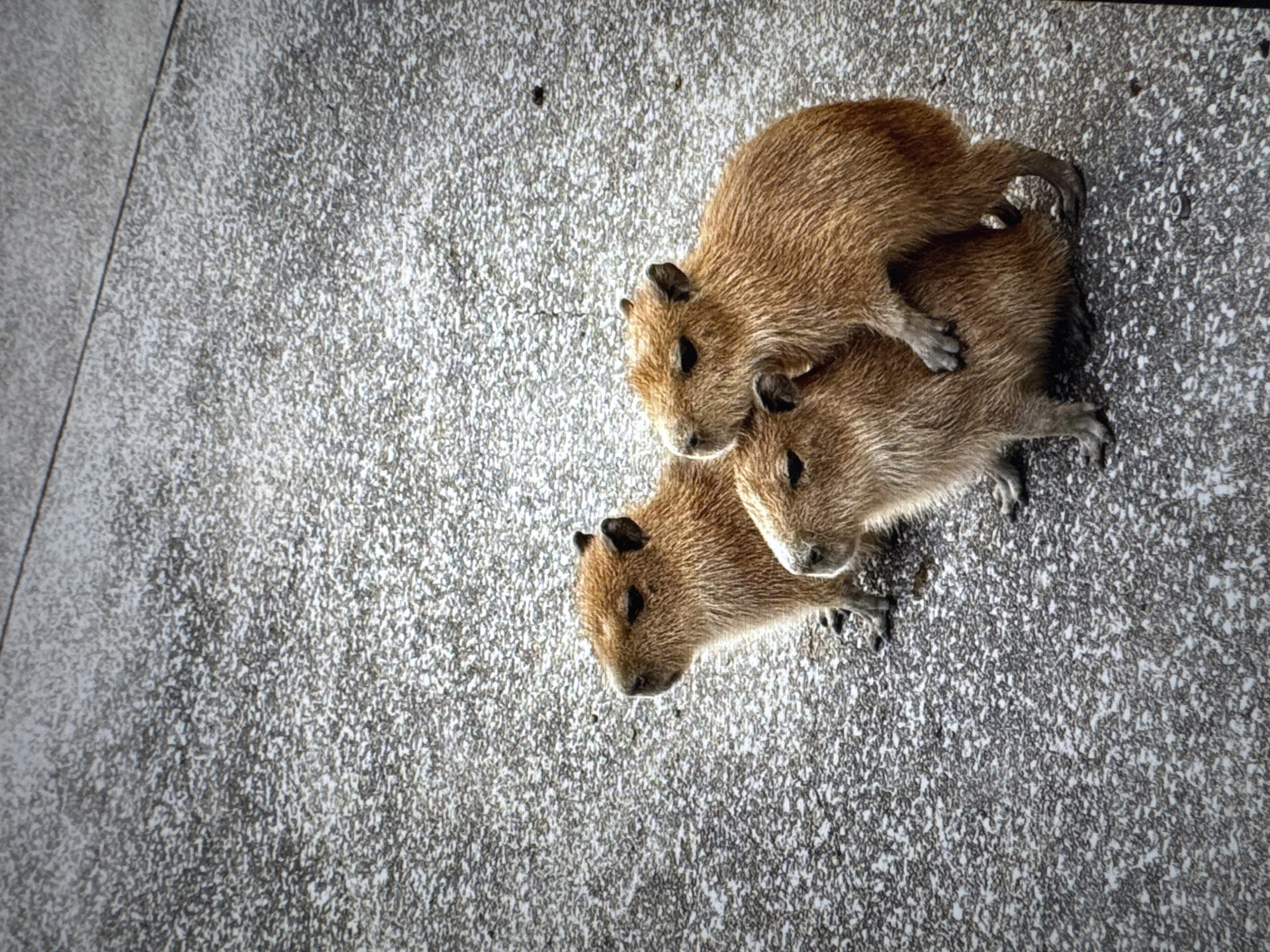 Three young capybaras are huddled together on a textured, light-gray surface that appears to be asphalt or concrete. The capybara in the foreground is facing left, with its head slightly lowered. On top of it, another capybara is also facing left, with its head resting on the back of the one below. A third capybara, positioned slightly behind and to the right, is looking forward and appears to be partially obscured by the other two. The background is a continuation of the same textured surface, with a faint dark line running diagonally across the upper portion of the frame. There are no discernible human elements or specific architectural features that would indicate a location within the city of Tallinn, Estonia.
