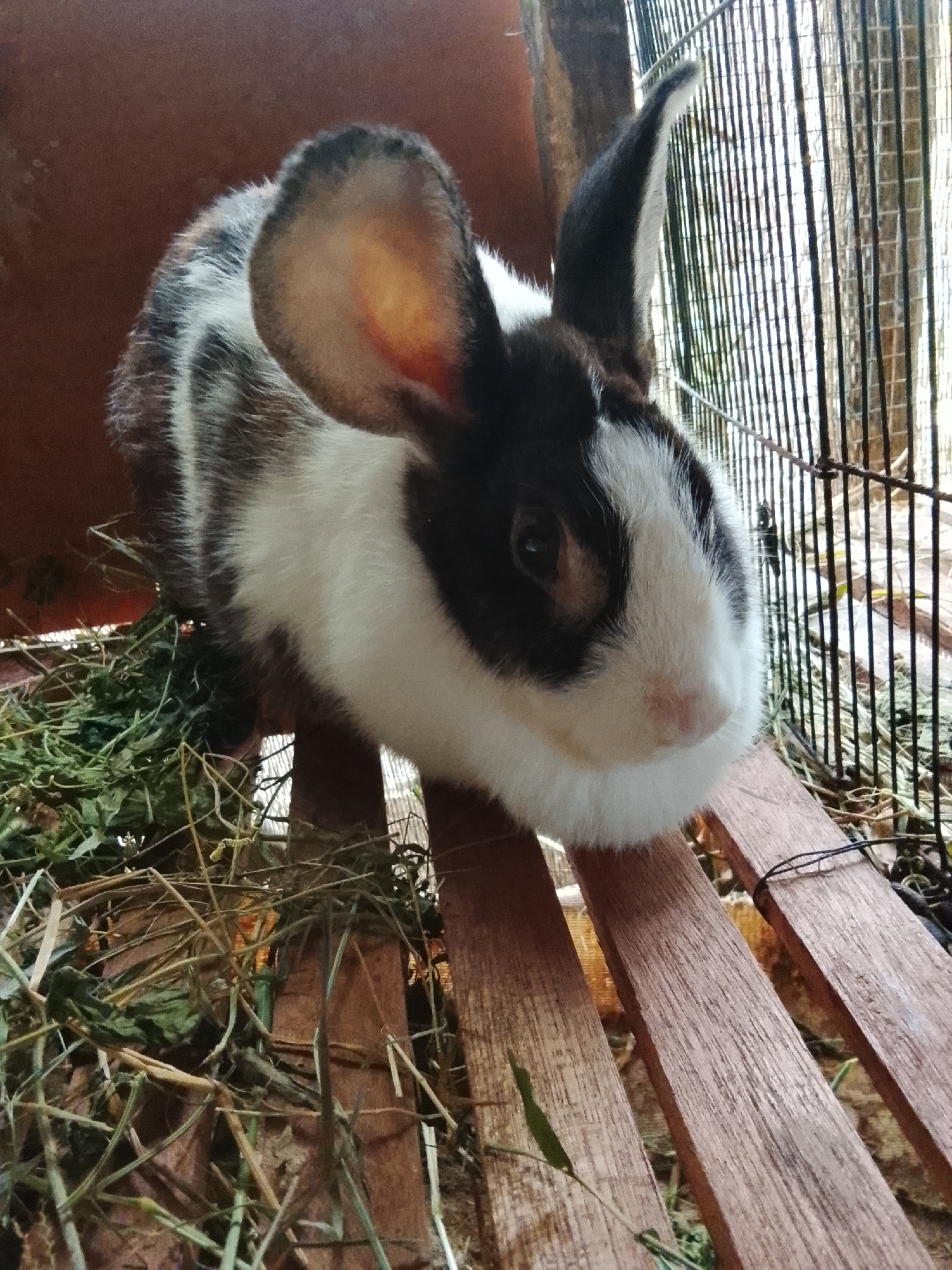 A black and white rabbit with large ears is sitting on a wooden platform inside a cage. The rabbit is facing the camera and appears to be eating hay. The cage is made of wood and wire mesh. The background is blurred, but appears to be outdoors with some foliage. There is no indication of location in Meunasah Raya, Indonesia.