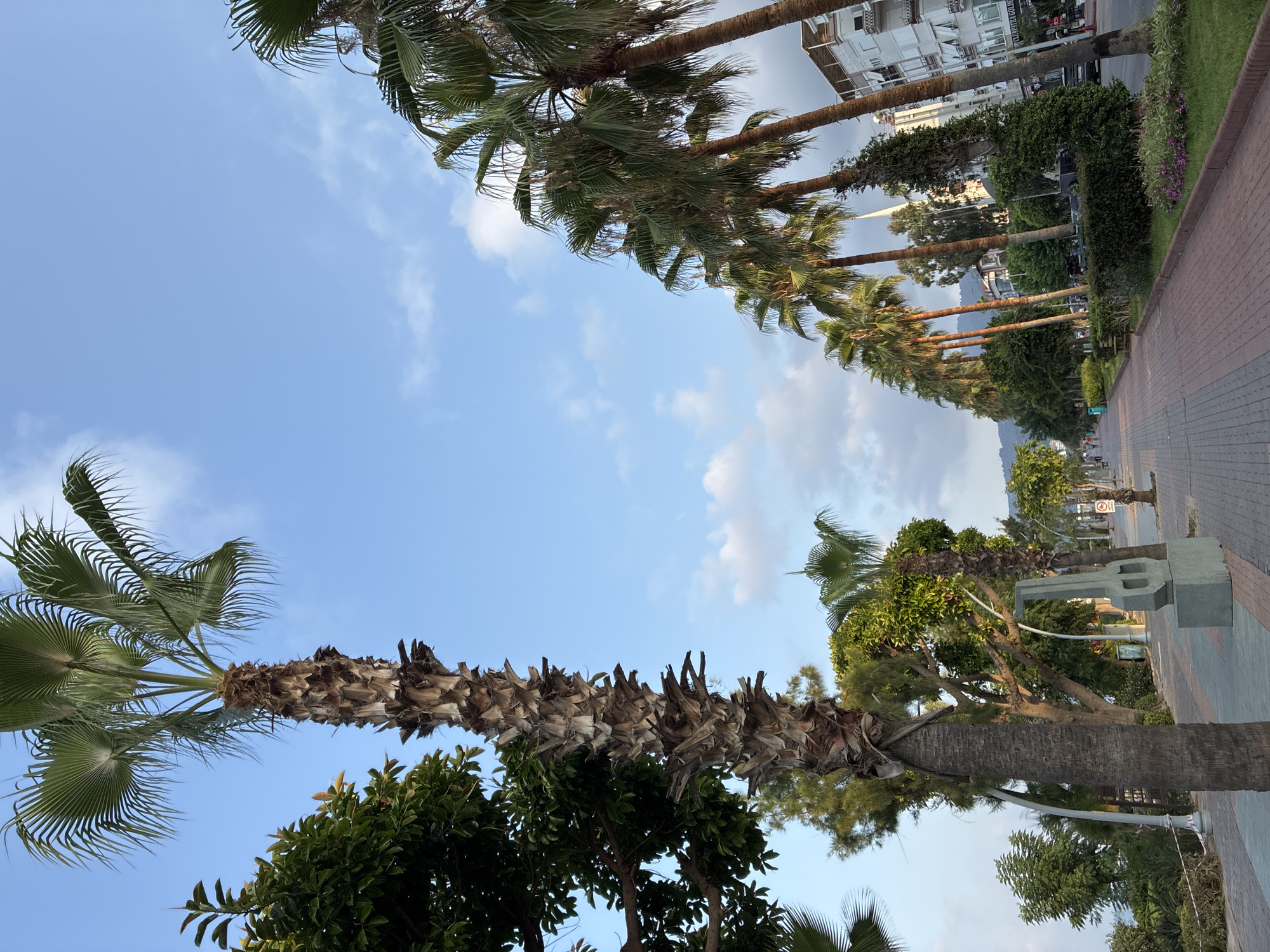 The image captures a scenic view of a palm-lined promenade in Alanya, Turkey. The perspective is from a low angle, looking up towards the sky, with the foreground dominated by the textured bark of a large palm tree. To the left, lush green foliage of another tree is visible.
The promenade itself is paved with reddish-brown bricks and runs alongside a strip of manicured greenery. Several tall palm trees line the right side of the promenade, their fronds reaching towards the pale blue sky dotted with wispy clouds. In the background, modern buildings with white facades and balconies can be seen, suggesting an urban coastal setting. A street runs parallel to the promenade, with vehicles and pedestrians present, indicating a bustling area.
Further down the promenade, a modern abstract sculpture made of grey stone stands on a pedestal. The overall atmosphere is one of a vibrant, tropical city, likely a popular tourist destination.