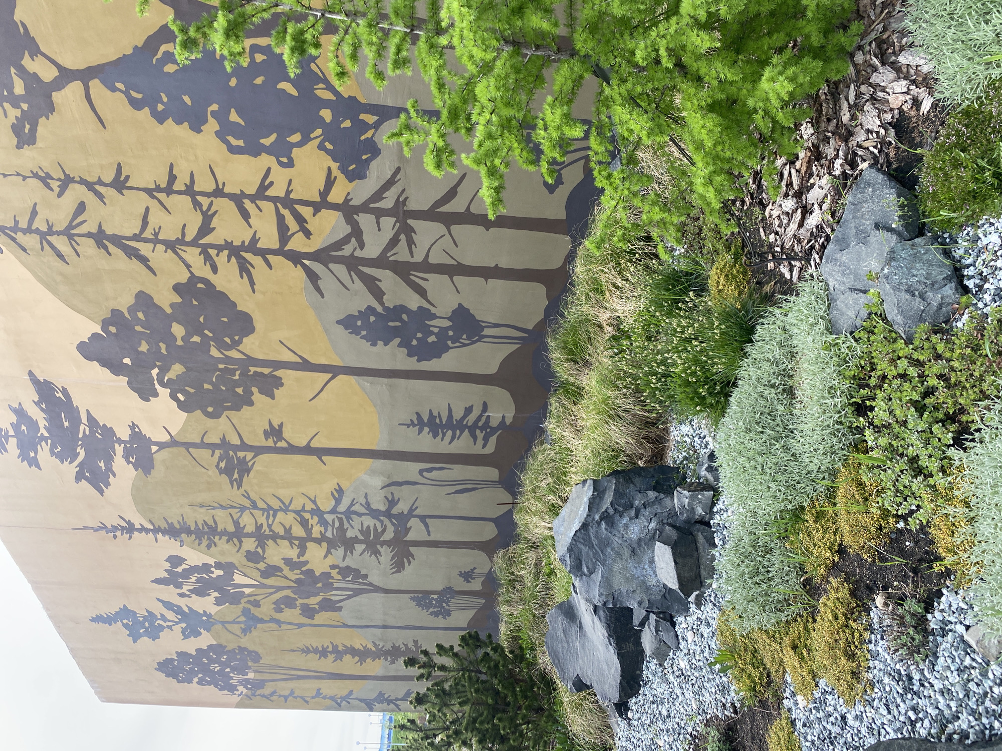 The image depicts a wall with a forest mural adjacent to a landscaped area. The mural features silhouettes of trees in varying shades of brown and grey against a tan-colored background.
The landscaped area contains rocks, small plants, grasses, bark mulch, and light-colored gravel. The plants are of different varieties, including some with silvery foliage and others with small white flowers.
The photograph was taken at the site of the "Forest on the Balatov Park Fence" art installation located in Perm, Russia.